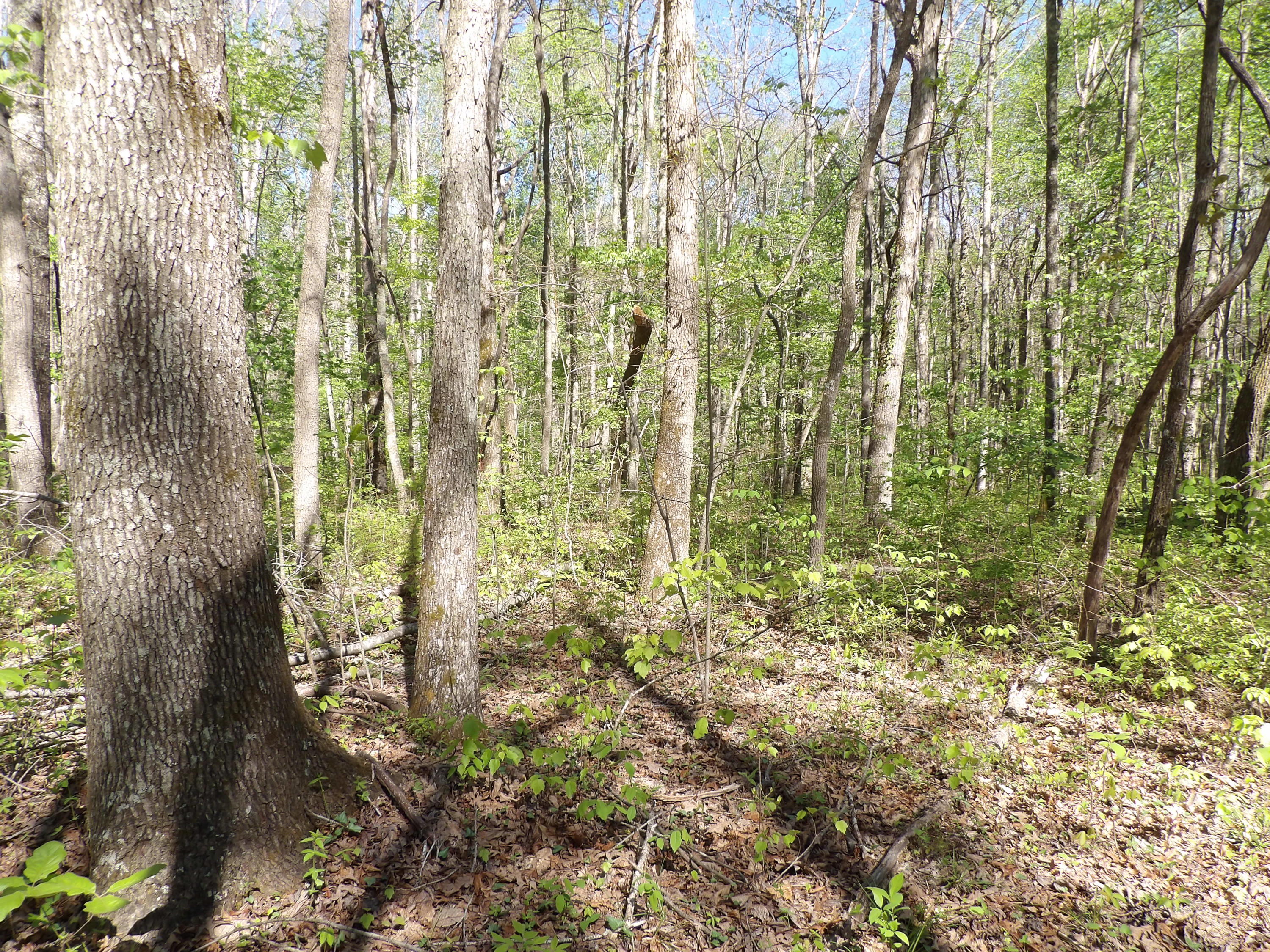 2 Cyrus Daniels Road, Unit 2 Pikeville, TN 37367 - Photo 43 of 54 100_2526