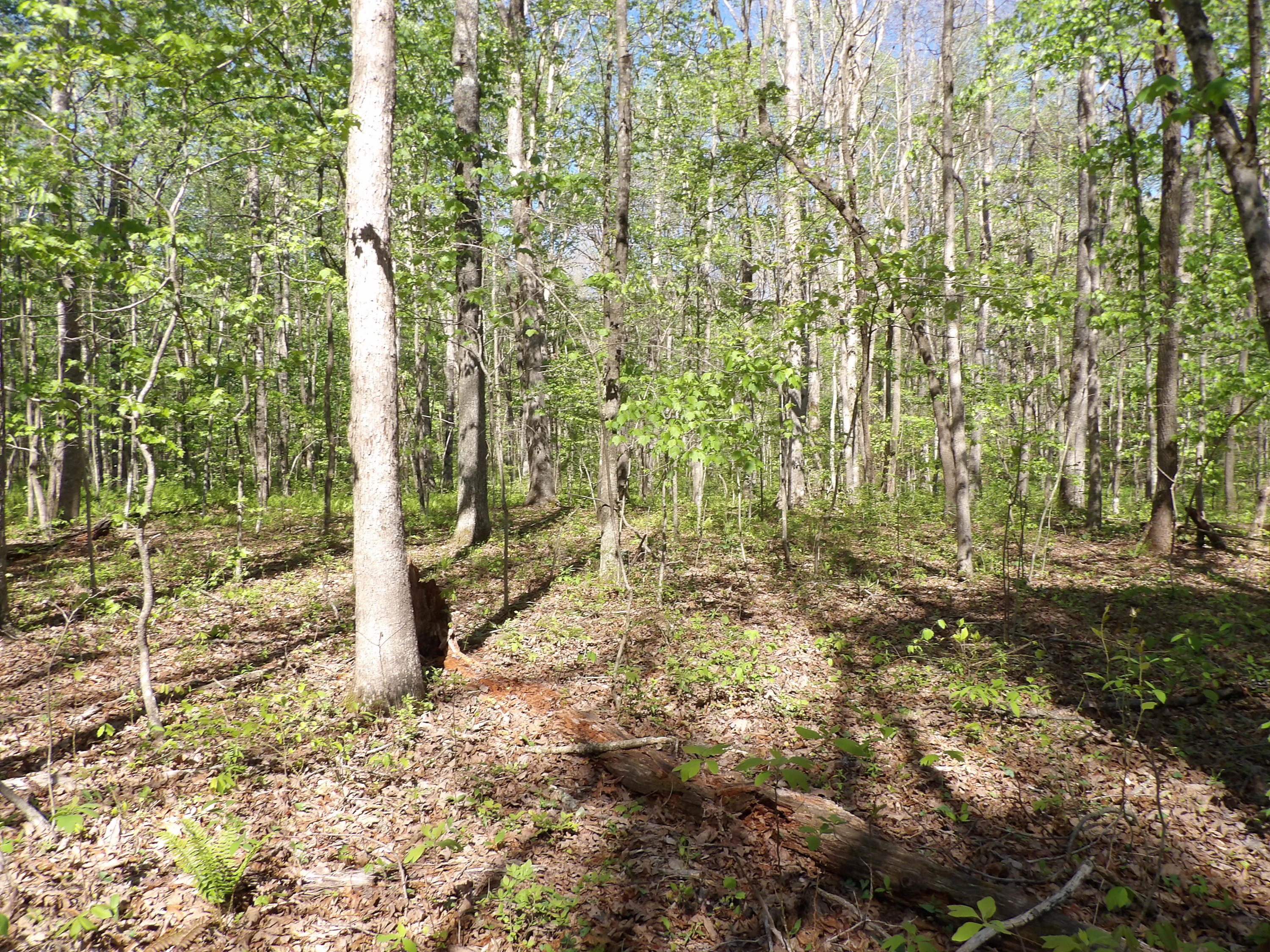 2 Cyrus Daniels Road, Unit 2 Pikeville, TN 37367 - Photo 45 of 54 100_2528