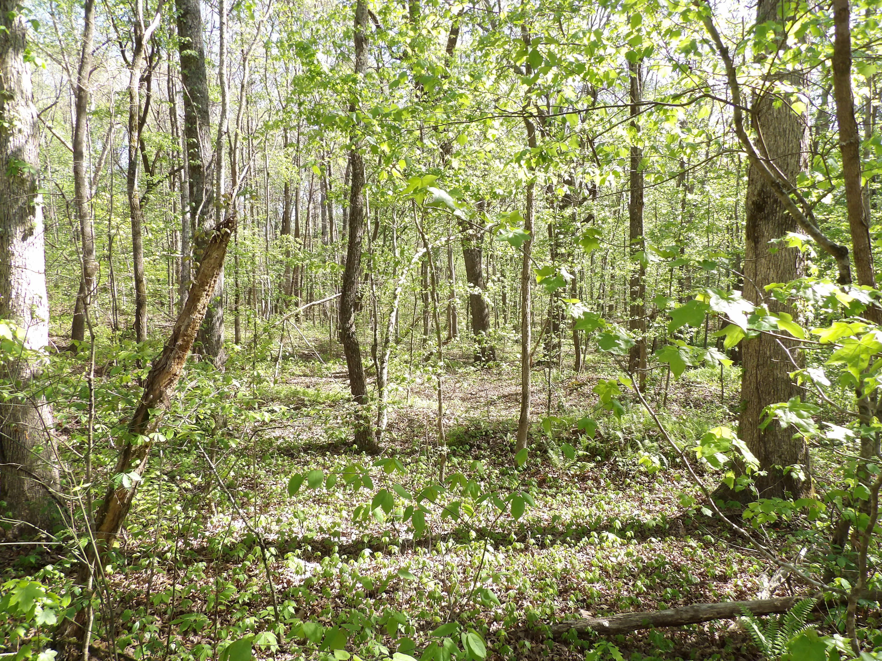 2 Cyrus Daniels Road, Unit 2 Pikeville, TN 37367 - Photo 48 of 54 100_2534