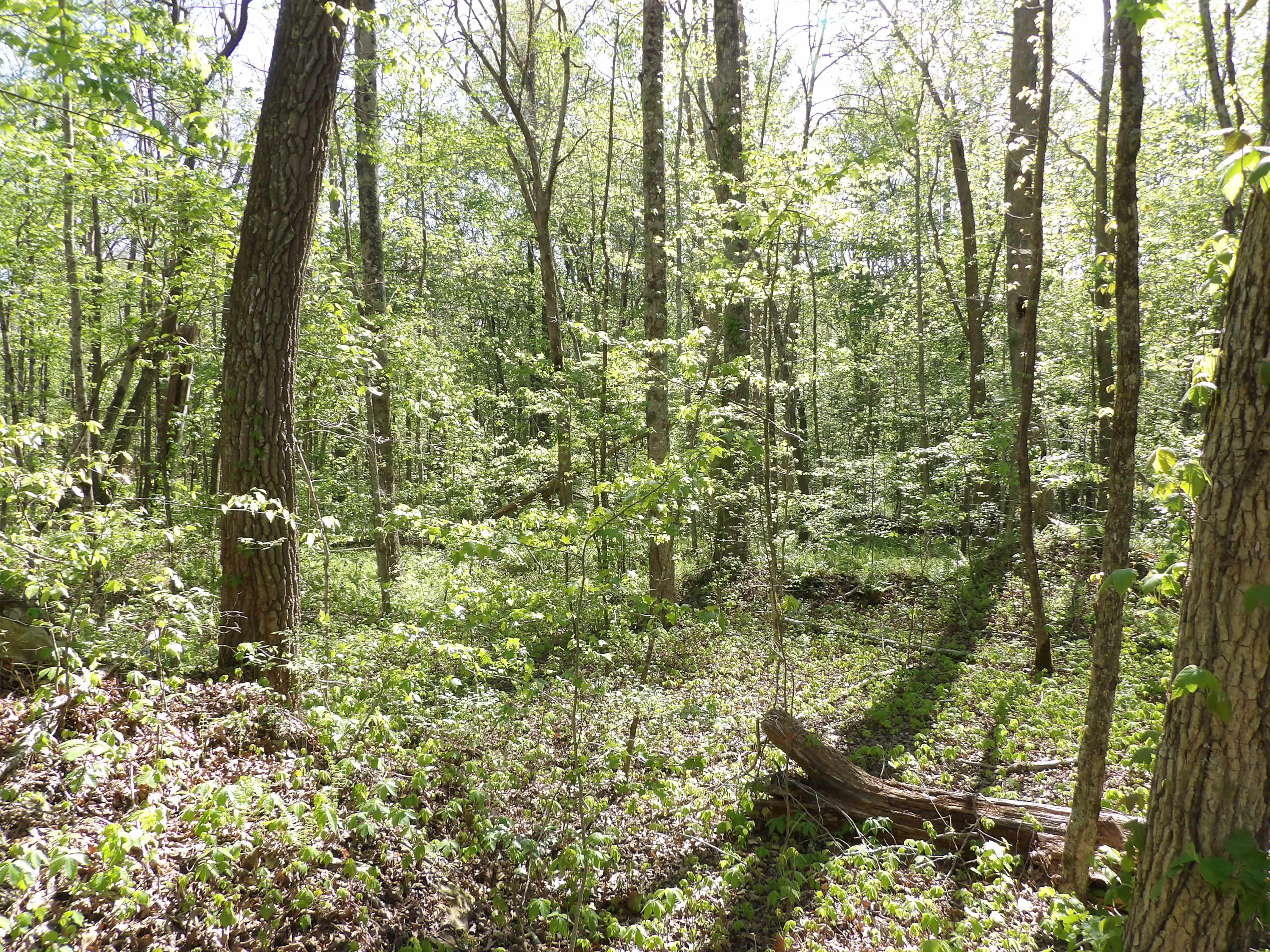 2 Cyrus Daniels Road, Unit 2 Pikeville, TN 37367 - Photo 49 of 54 100_2535