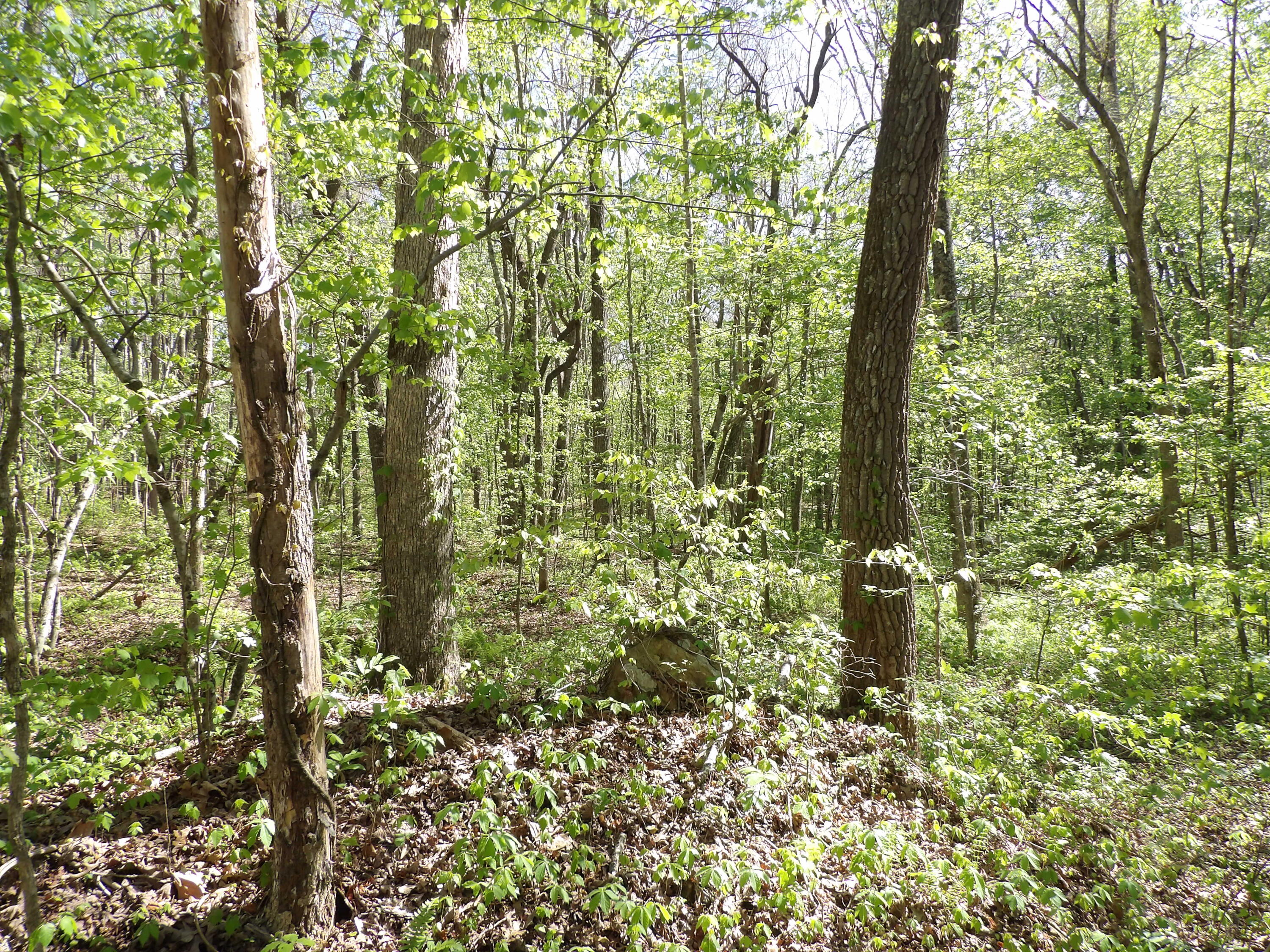 2 Cyrus Daniels Road, Unit 2 Pikeville, TN 37367 - Photo 50 of 54 100_2536
