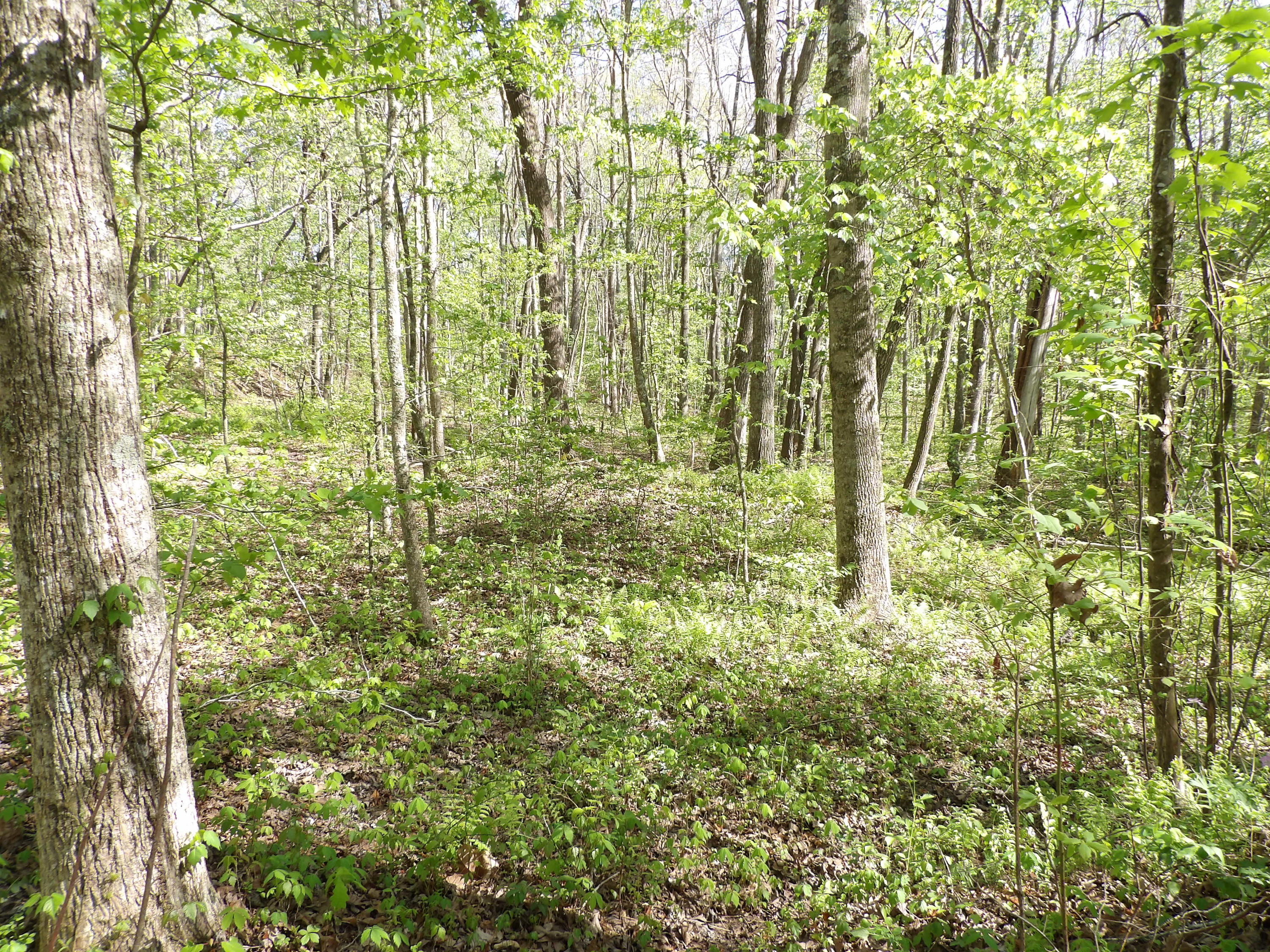 2 Cyrus Daniels Road, Unit 2 Pikeville, TN 37367 - Photo 52 of 54 100_2539