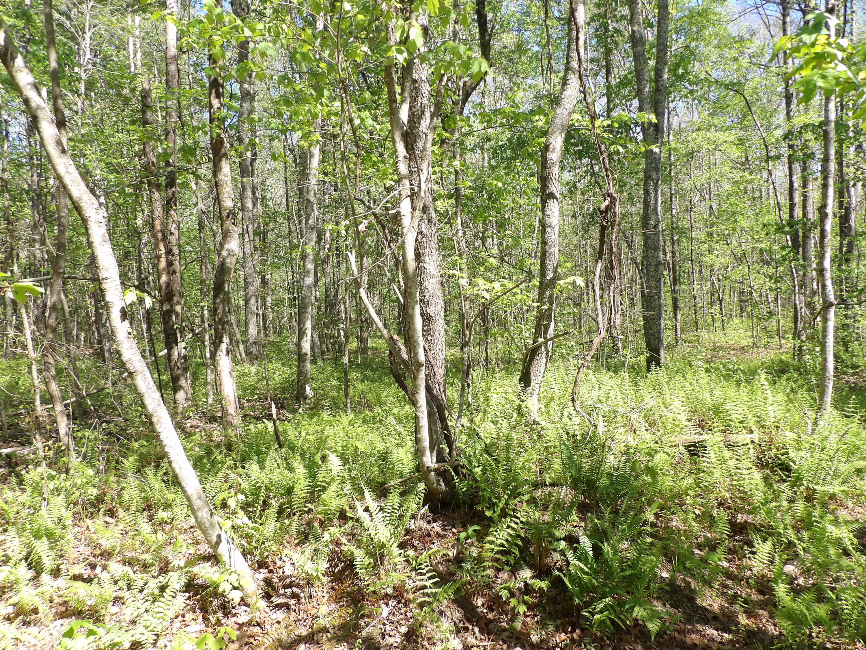 2 Cyrus Daniels Road, Unit 2 Pikeville, TN 37367 - Photo 8 of 54 100_2499