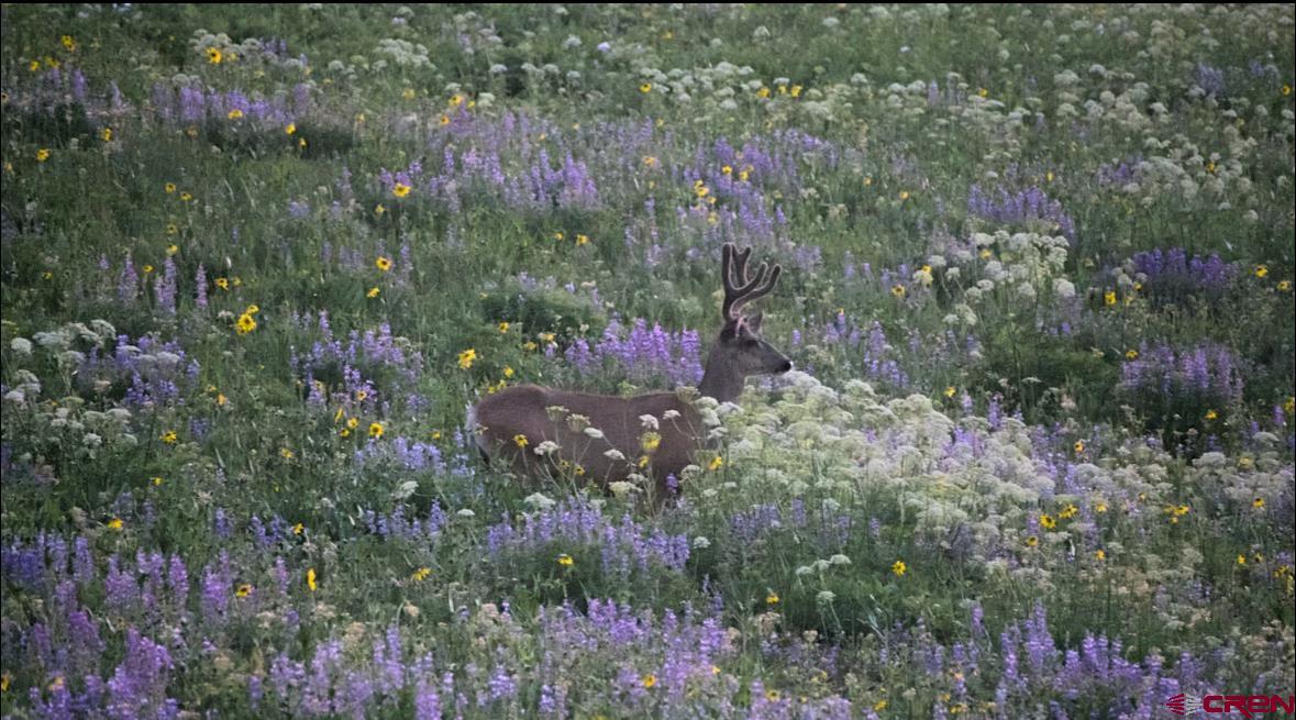755 Gothic Road, Unit 2 Crested Butte, CO 81225 - Photo 31 of 36 a view of a house with a yard and flowers