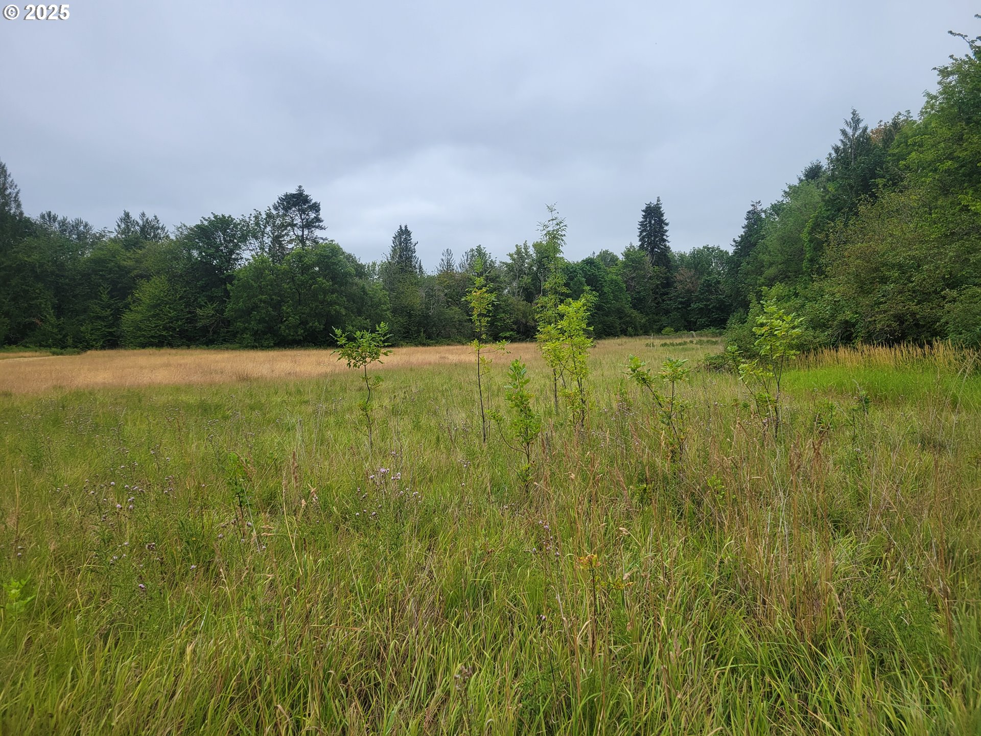 0 Evans Road Toledo, WA 98591 - Photo 4 of 6 a view of a big yard with large trees