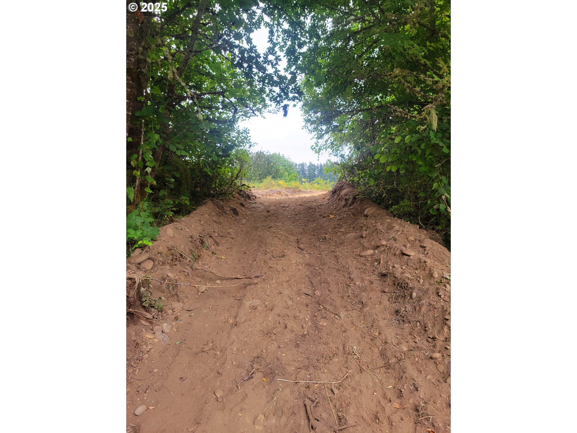 0 Evans Road Toledo, WA 98591 - Photo 5 of 6 a view of a yard with trees