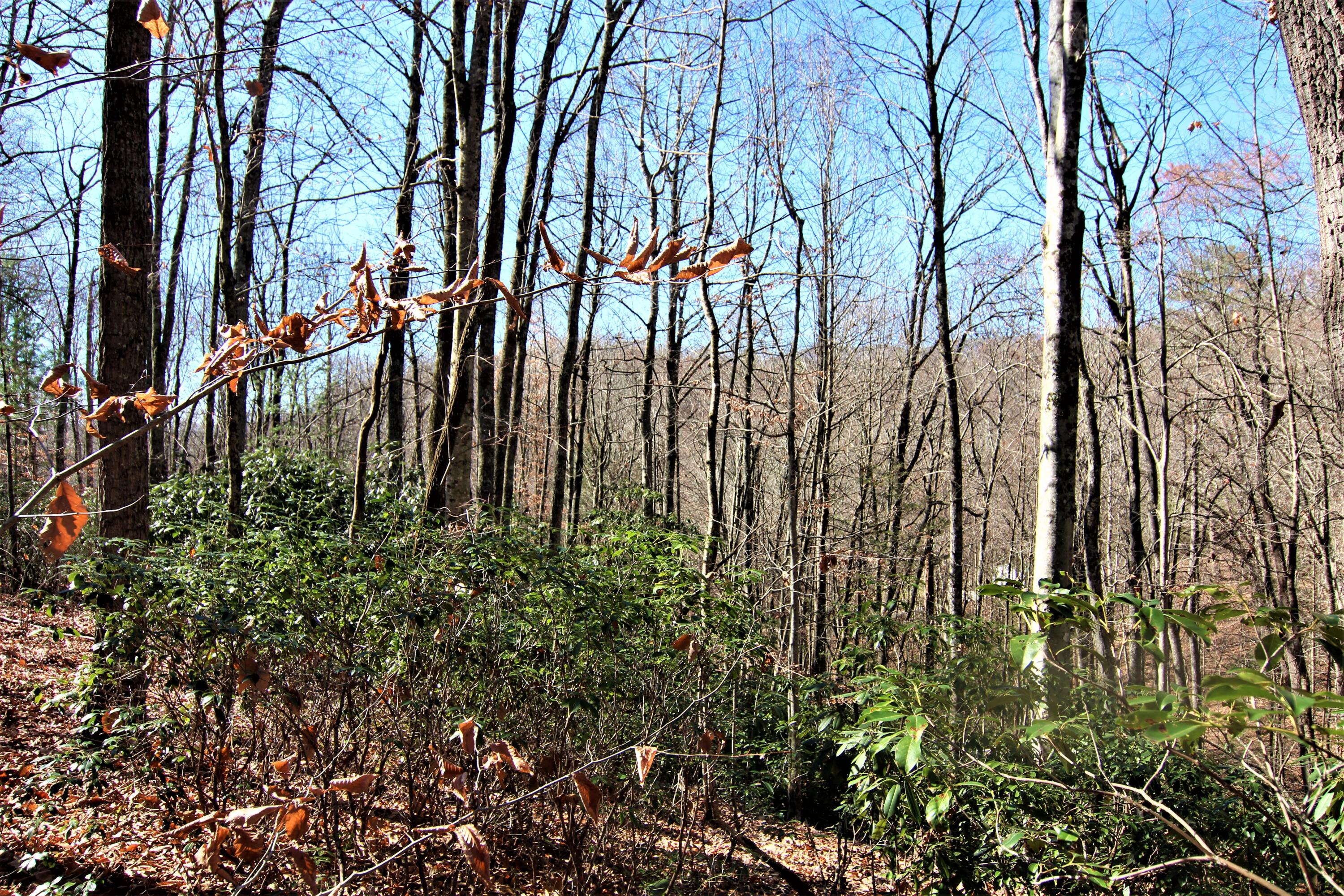 0 Jess Hurley Road Elizabethton, TN 37643 - Photo 14 of 22 IMG_0531 (2)