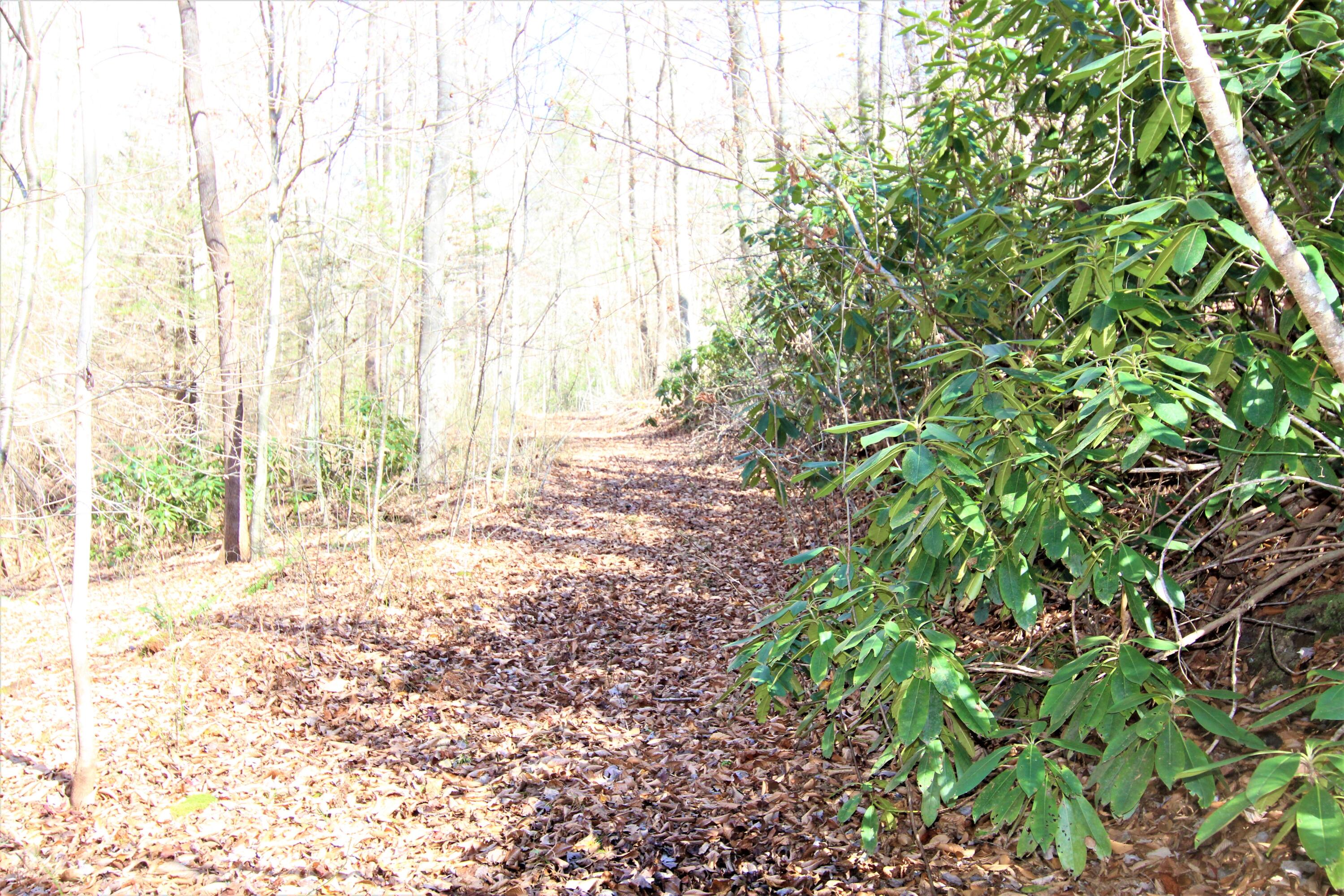0 Jess Hurley Road Elizabethton, TN 37643 - Photo 16 of 22 IMG_0538 (2)