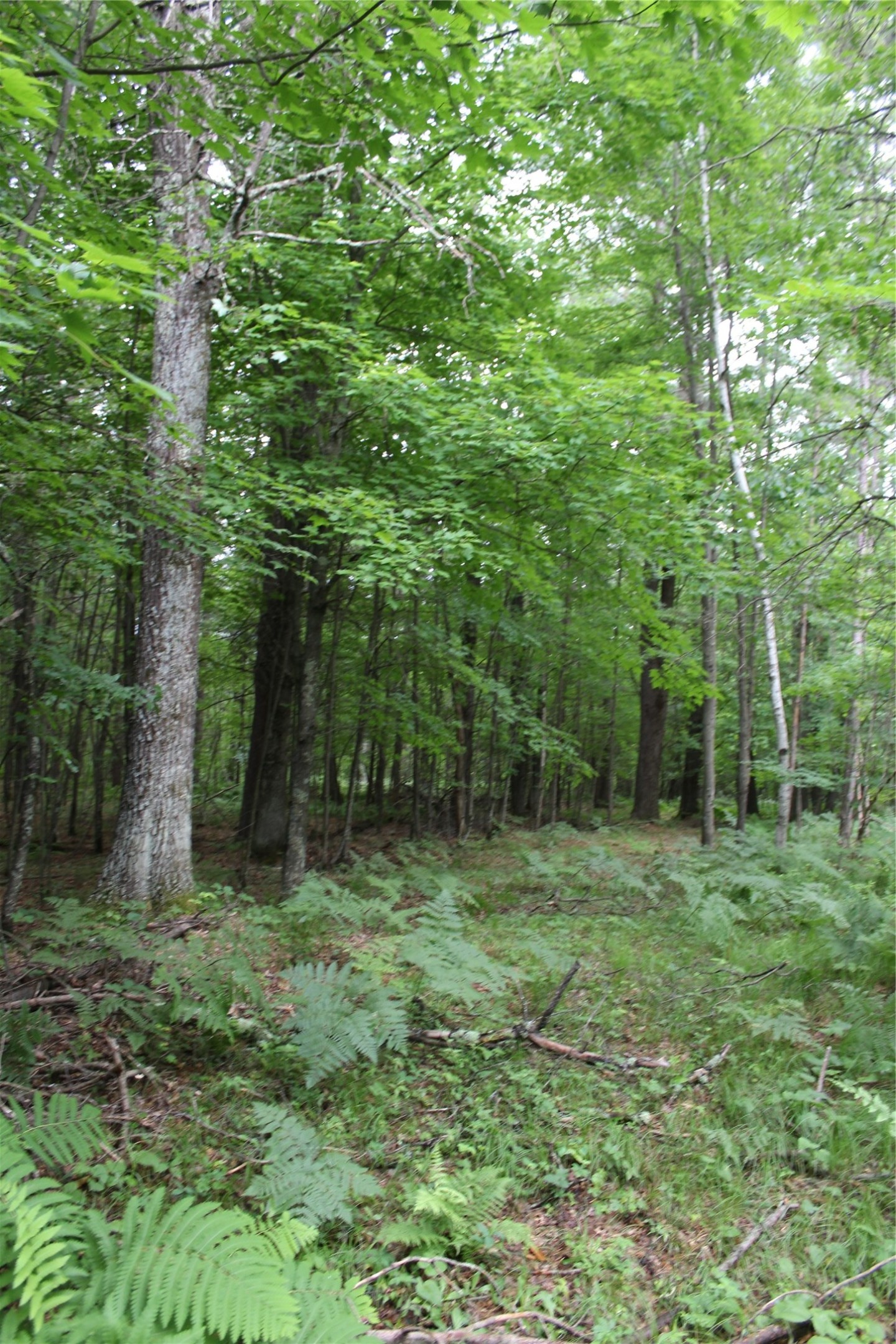 0 Rouse Road Neillsville, WI 54456 - Photo 10 of 27