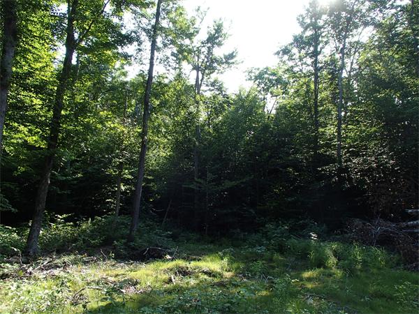 Lot 11 Ashfield Road Hawley, MA 01339 - Photo 11 of 17