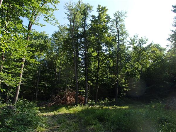 Lot 11 Ashfield Road Hawley, MA 01339 - Photo 12 of 17