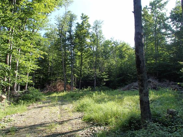 Lot 11 Ashfield Road Hawley, MA 01339 - Photo 13 of 17