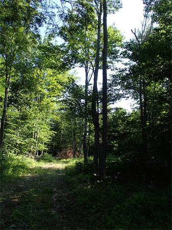 Lot 11 Ashfield Road Hawley, MA 01339 - Photo 15 of 17