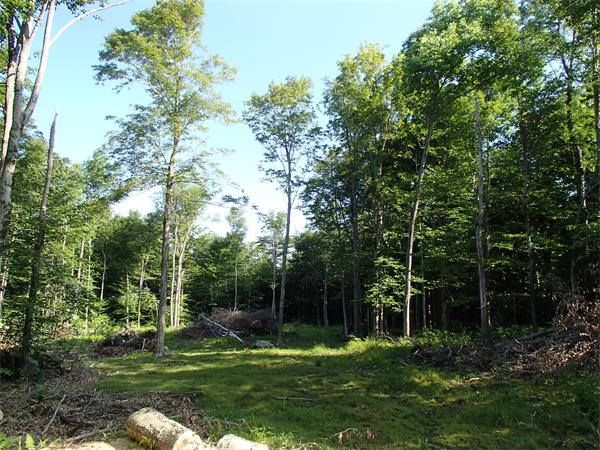 Lot 11 Ashfield Road Hawley, MA 01339 - Photo 10 of 17