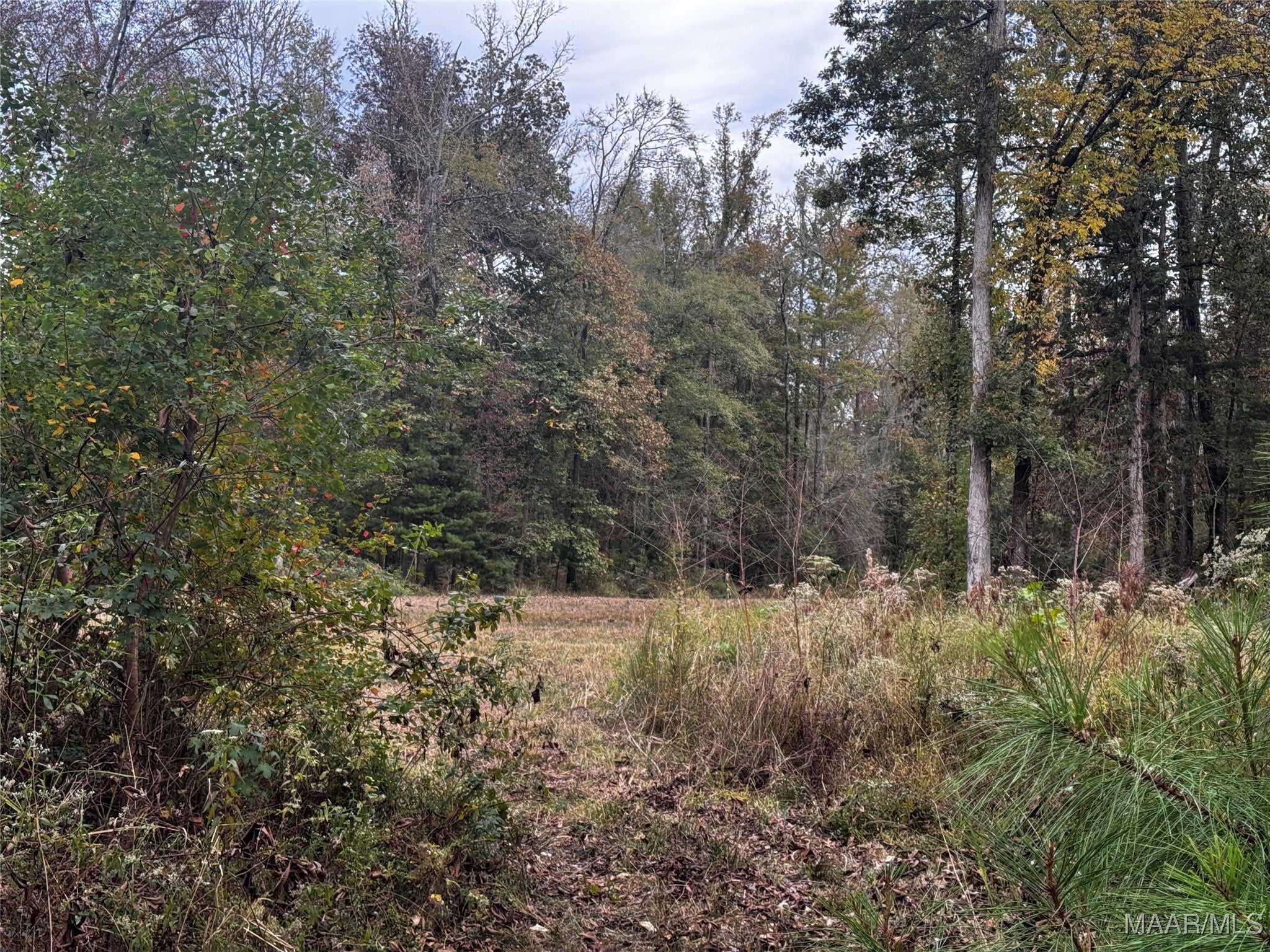 0 Coon Hop Road Hardaway, AL 36039 - Photo 33 of 67 Gallery Image 33