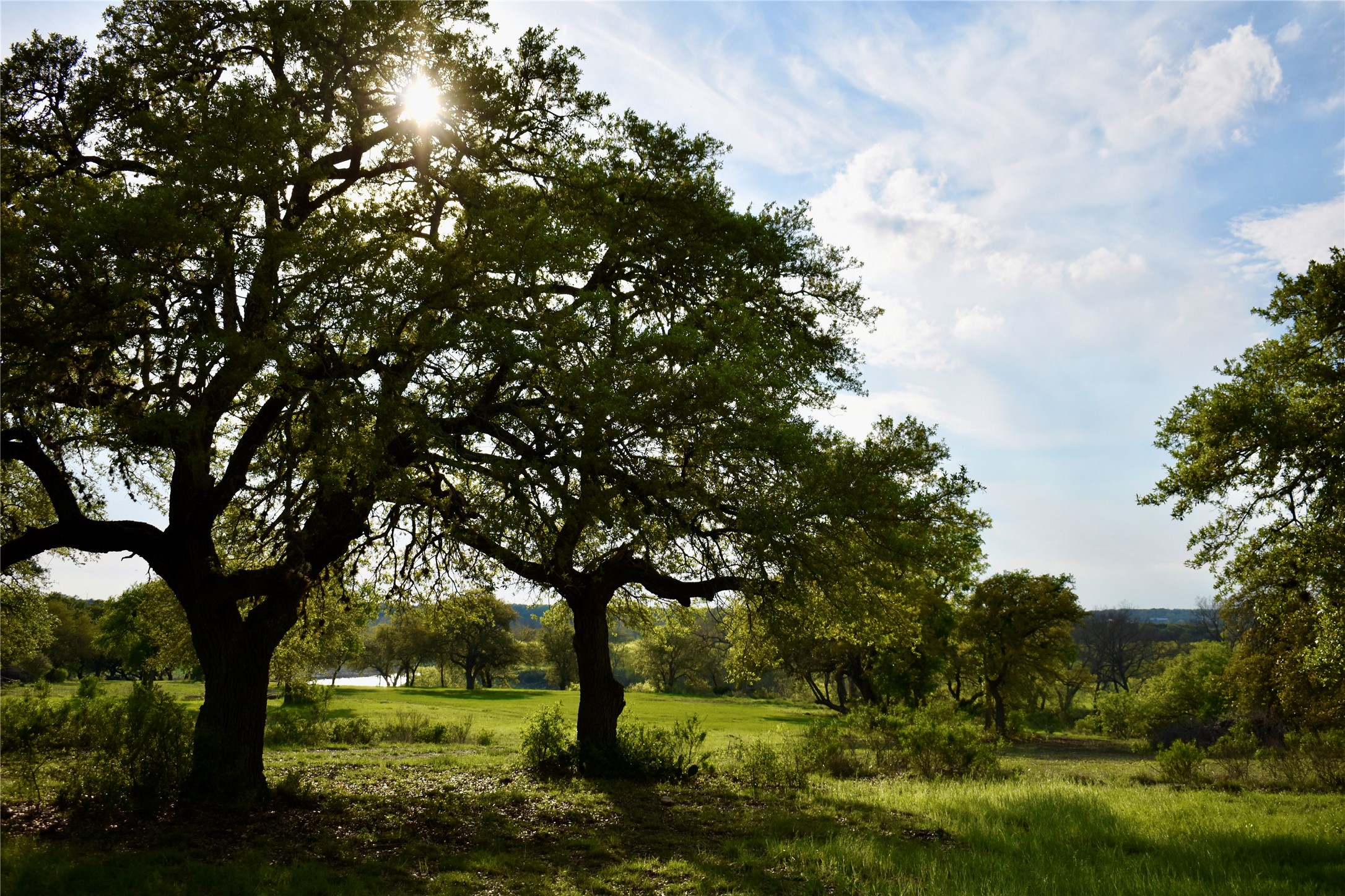 558 Rio Ridge Parkway Spring Branch, TX 78070 - Photo 4 of 10 a view of yard with trees