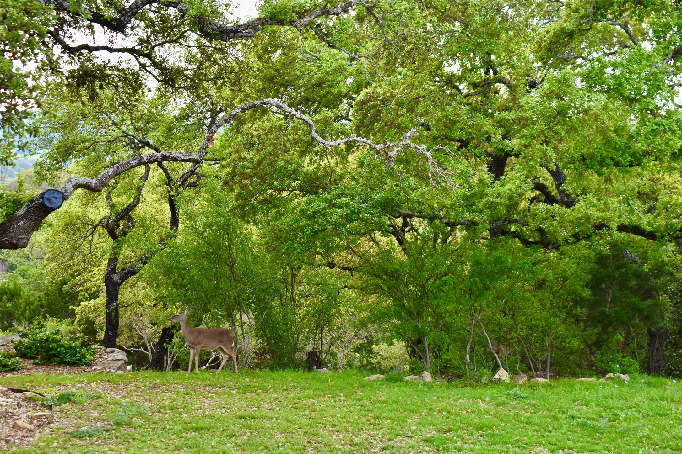 558 Rio Ridge Parkway Spring Branch, TX 78070 - Photo 5 of 10 a view of backyard with green space