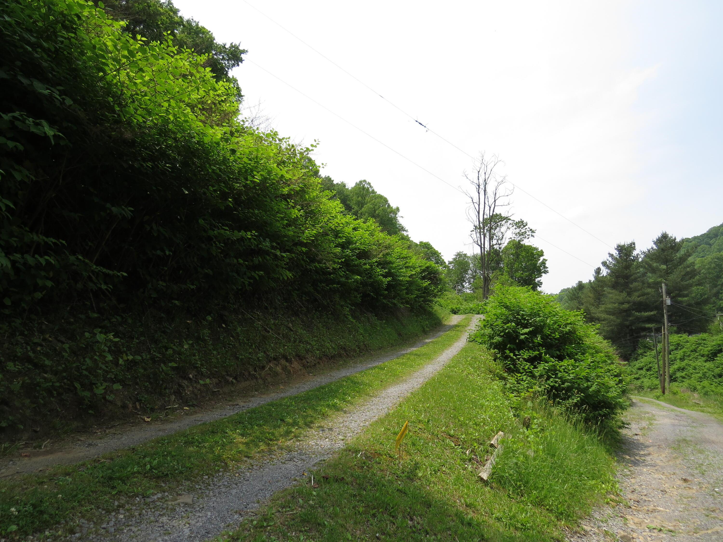 87 Timber Scent Dante, VA 24237 - Photo 21 of 22 IMG_2711