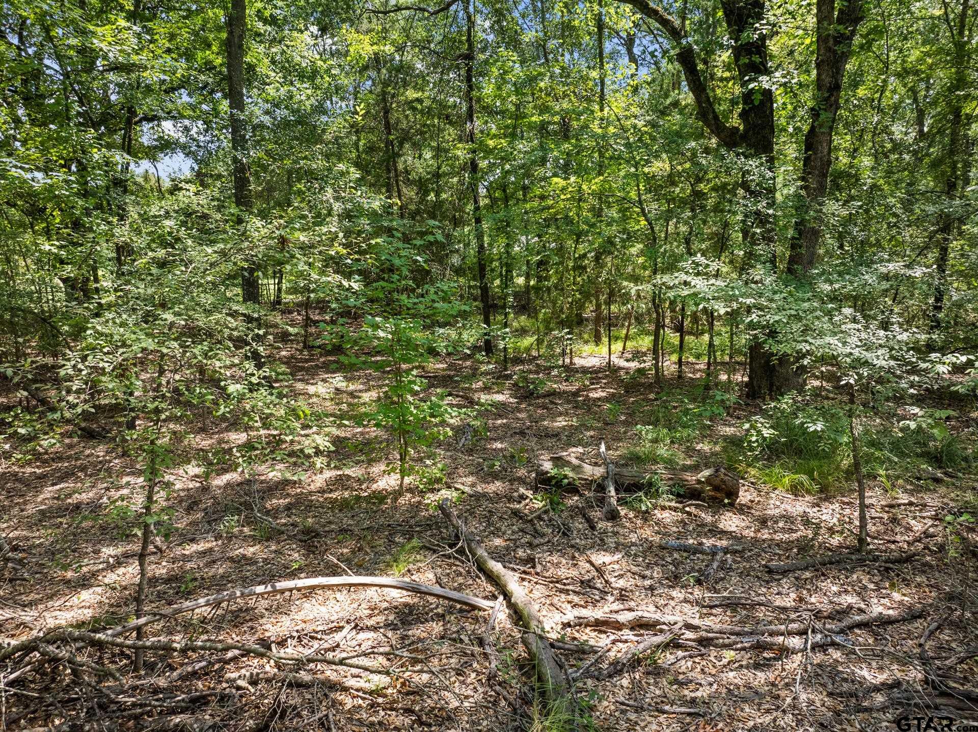 a view of a tree with a tree