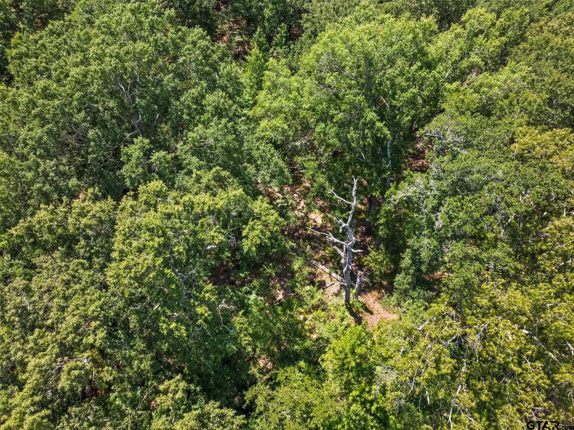 271 US Highway 271 Talco, TX 75487 - Photo 13 of 19 a view of a tree