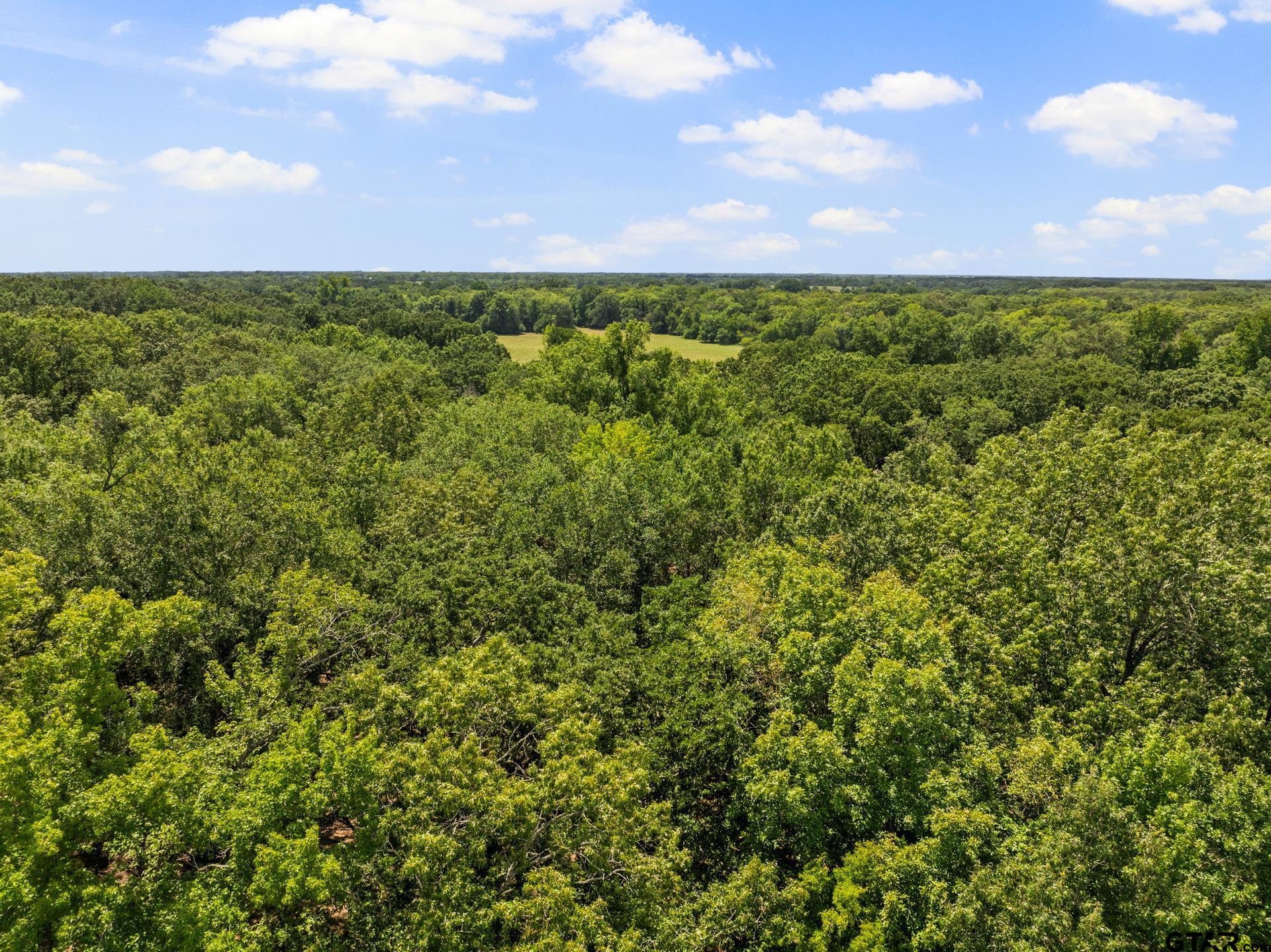271 US Highway 271 Talco, TX 75487 - Photo 15 of 19 a view of a bunch of trees