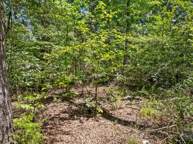 a view of a lush green forest