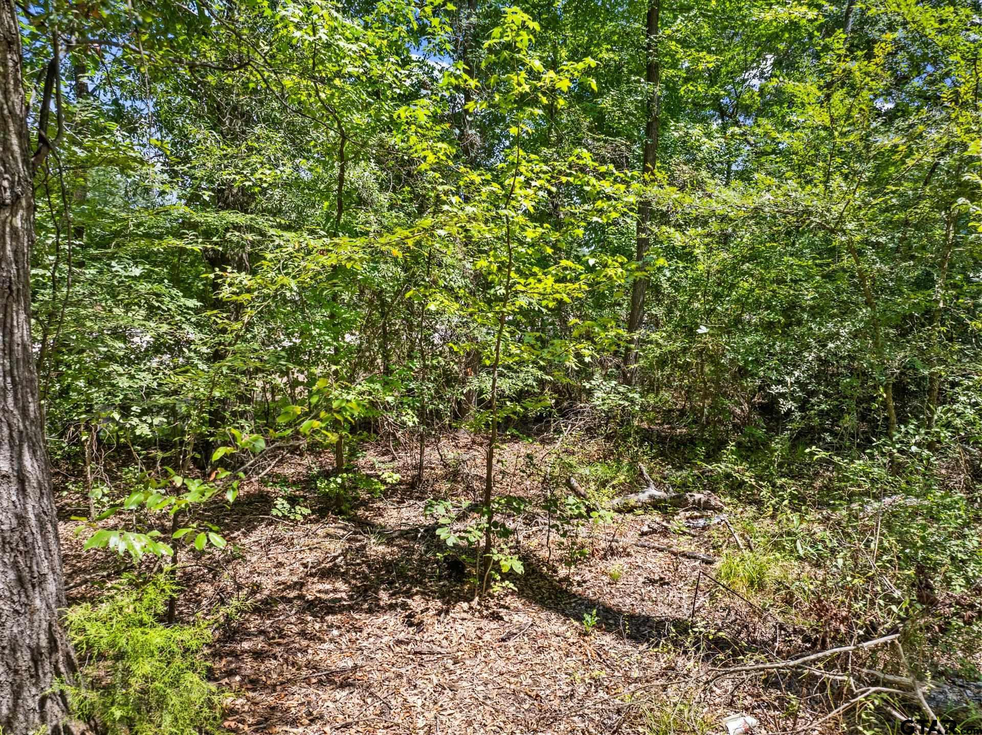271 US Highway 271 Talco, TX 75487 - Photo 7 of 19 a view of a yard with a tree