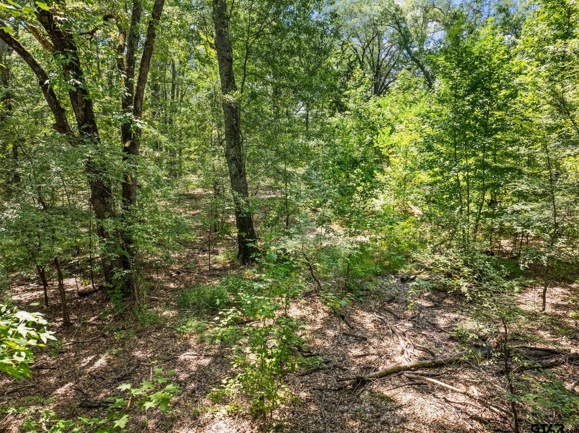 271 US Highway 271 Talco, TX 75487 - Photo 8 of 19 a view of a lush green forest