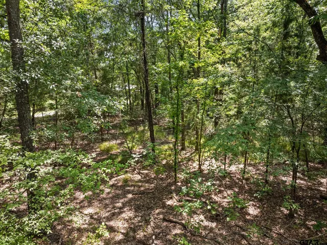 a view of a forest with trees