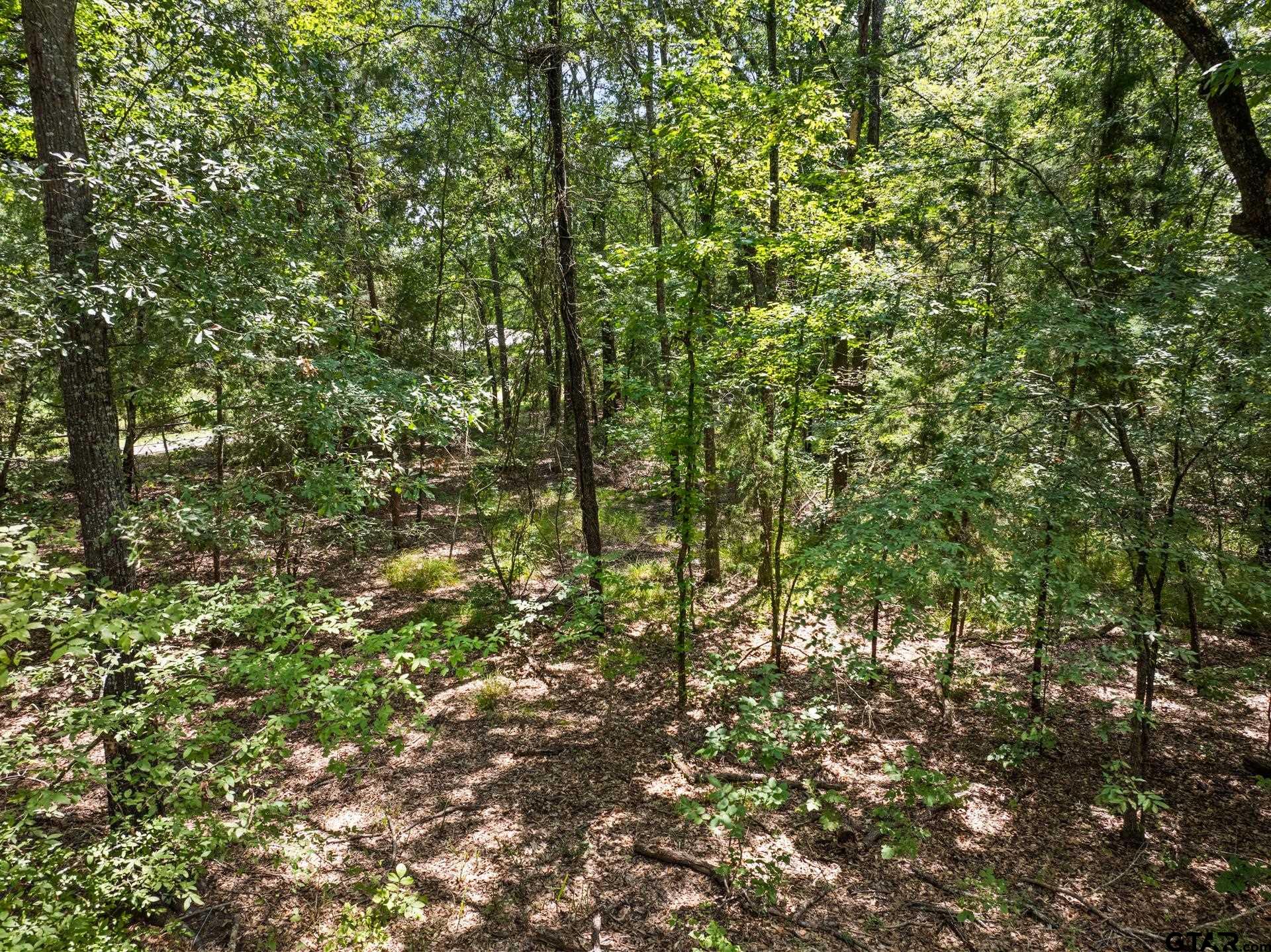 271 US Highway 271 Talco, TX 75487 - Photo 9 of 19 a view of a yard with a tree