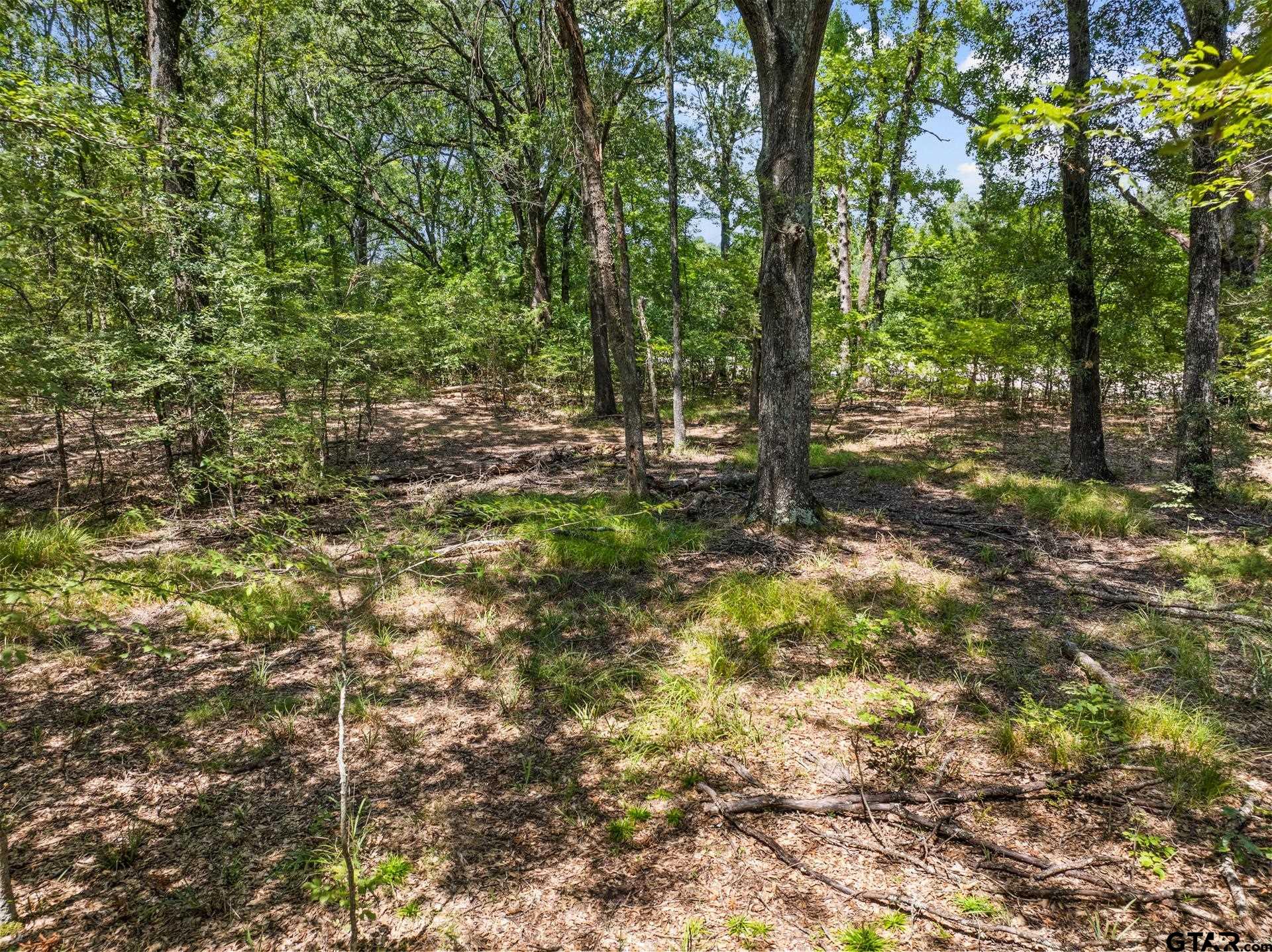 271 US Highway 271 Talco, TX 75487 - Photo 10 of 19 a view of a forest with trees
