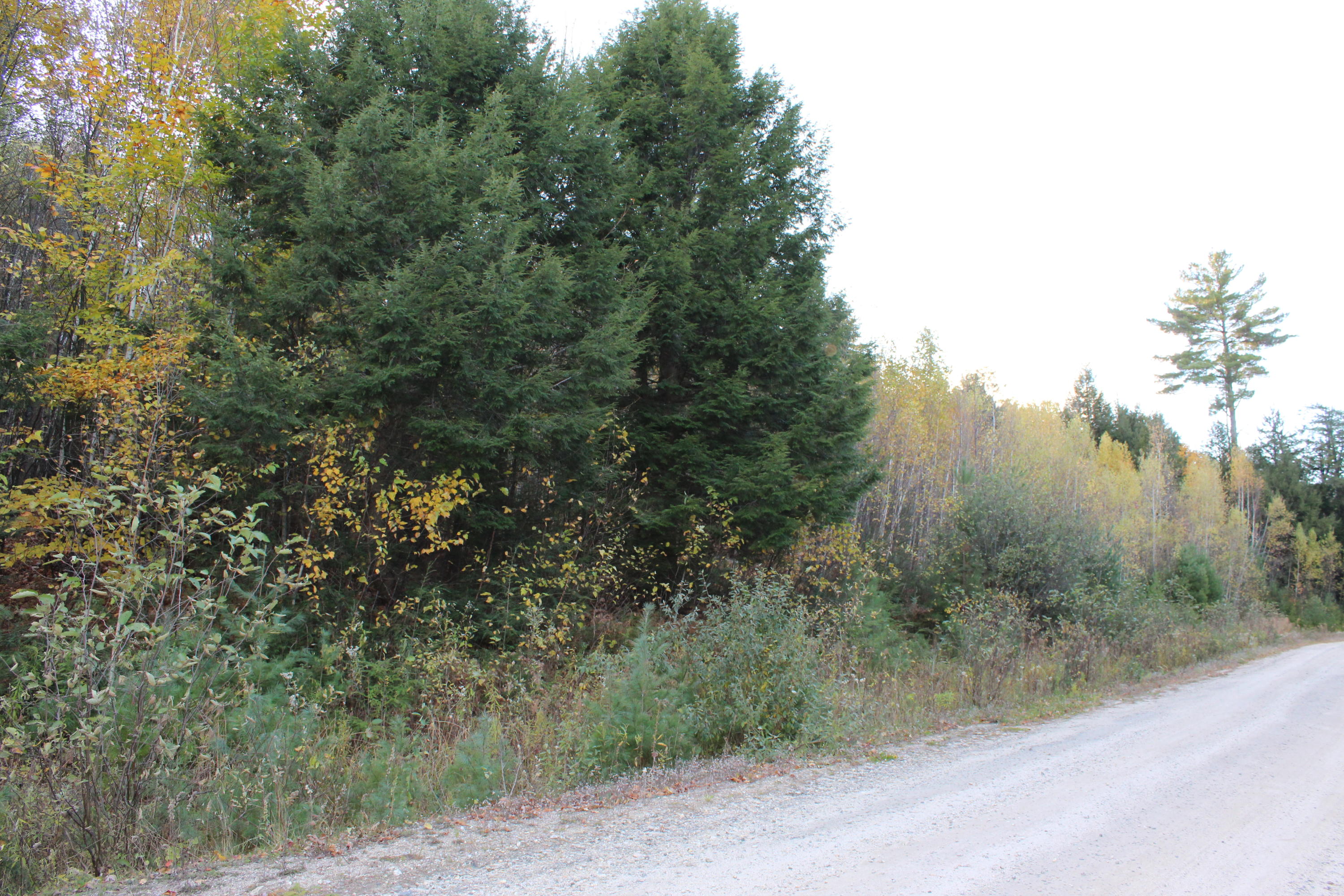 Tbd Ridge Road Bethel, ME 04217 - Photo 6 of 7 IMG_0380