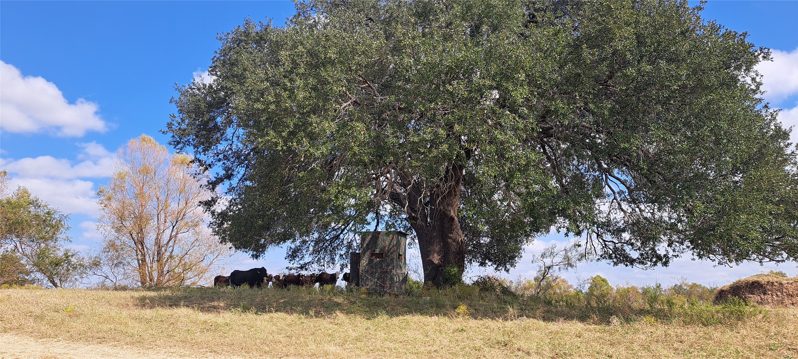 a view of a snow in between two trees