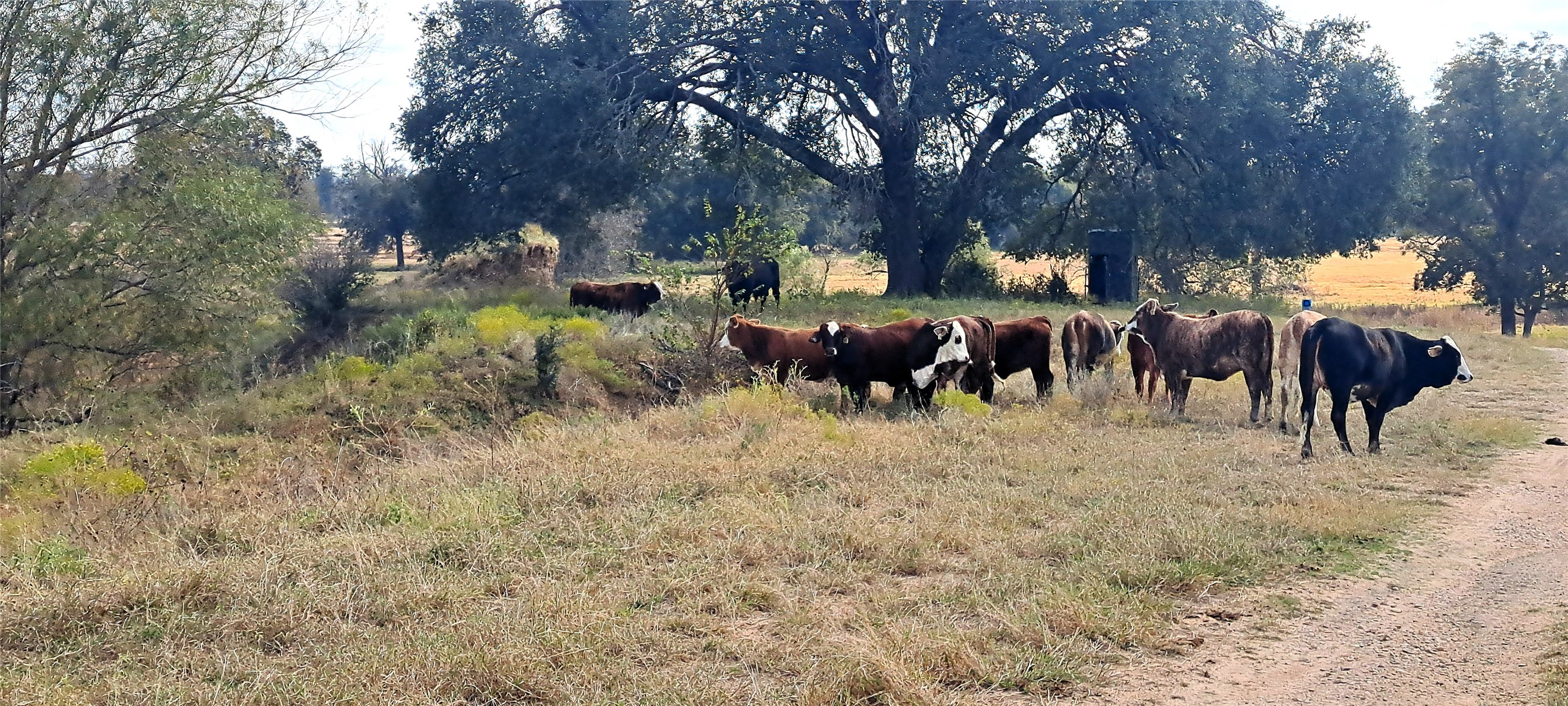 3432 County Road 206 Cameron, TX 76520 - Photo 17 of 39 View of nature with rural landscape and agricultural land