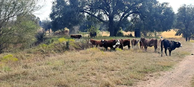 a view of dirt field with large trees