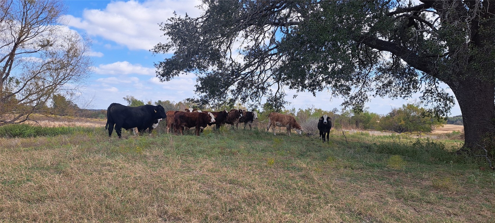 3432 County Road 206 Cameron, TX 76520 - Photo 19 of 39 a view of a yard