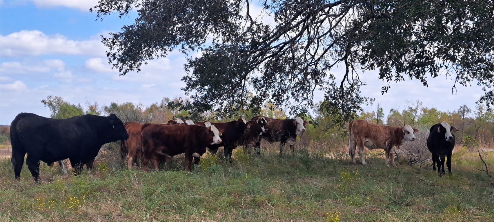 3432 County Road 206 Cameron, TX 76520 - Photo 20 of 39 a view of a yard