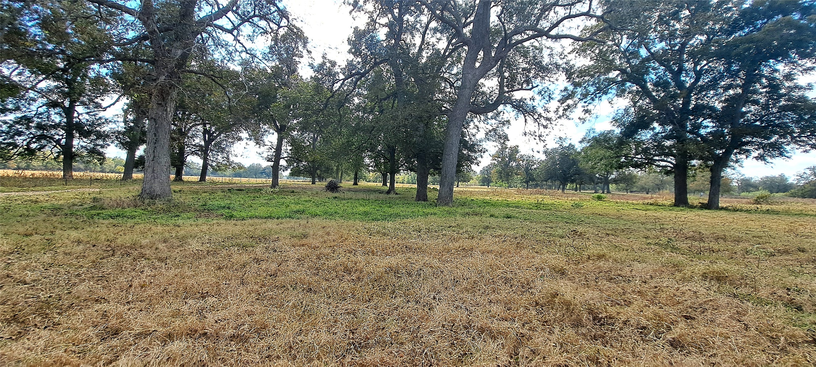 3432 County Road 206 Cameron, TX 76520 - Photo 21 of 39 View of yard