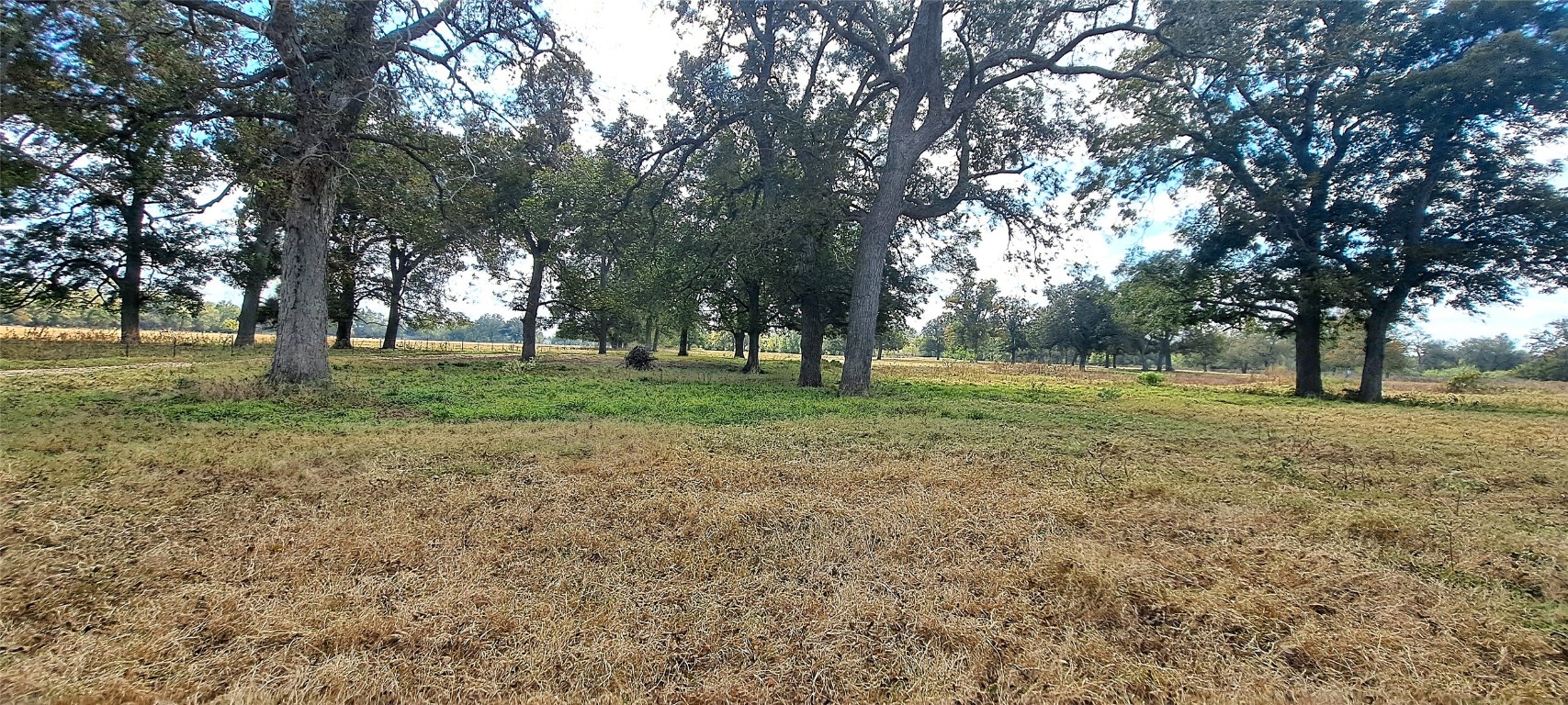 3432 County Road 206 Cameron, TX 76520 - Photo 21 of 39 a view of a trees in a park