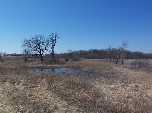 1663 West Turtle Creek Lane Round Lake, IL 60073 - Photo 25 of 25 a view of a dry yard with trees