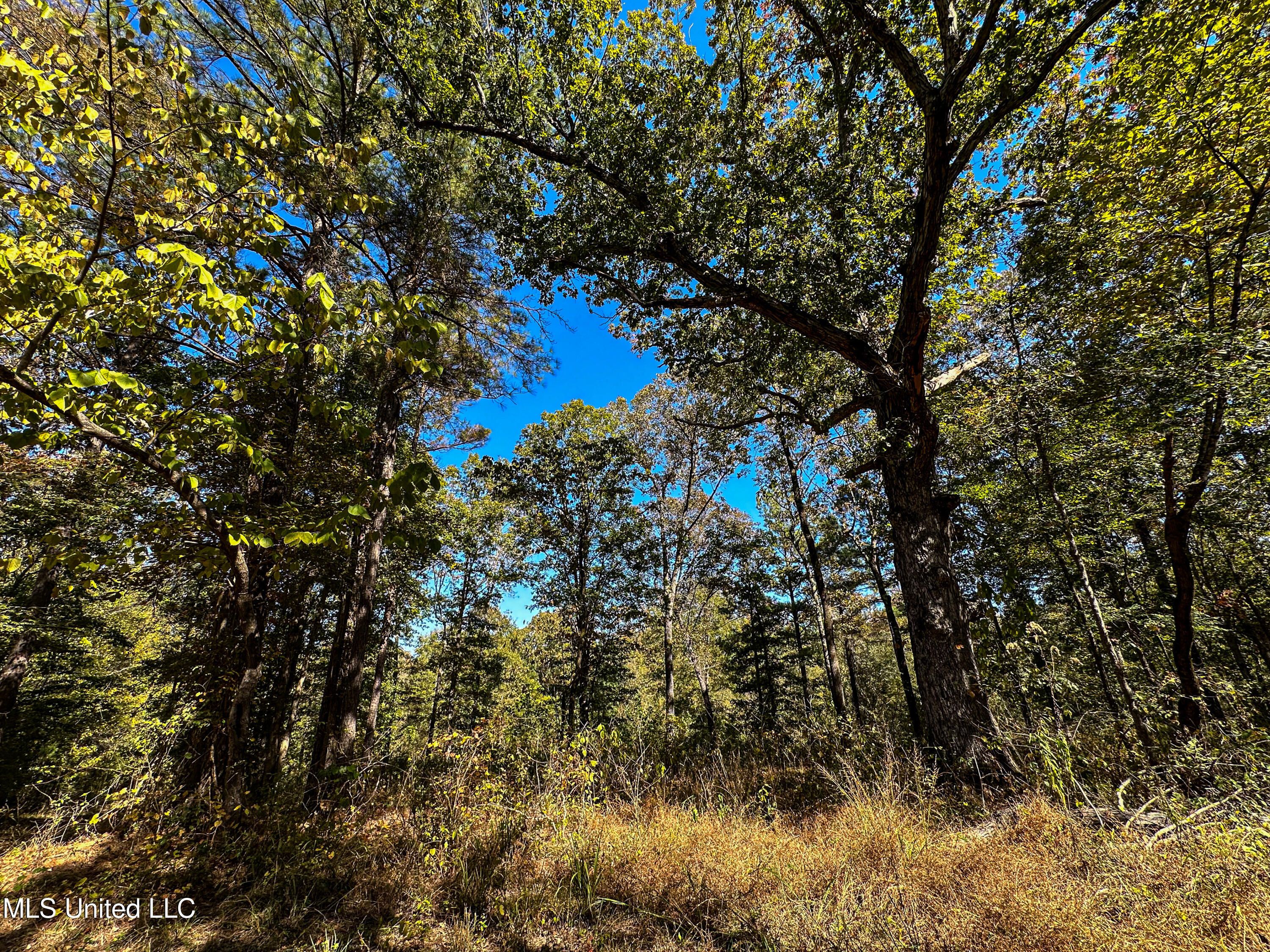 106 Crockrell Road Lexington, MS 39095 - Photo 101 of 185 IMG_0373