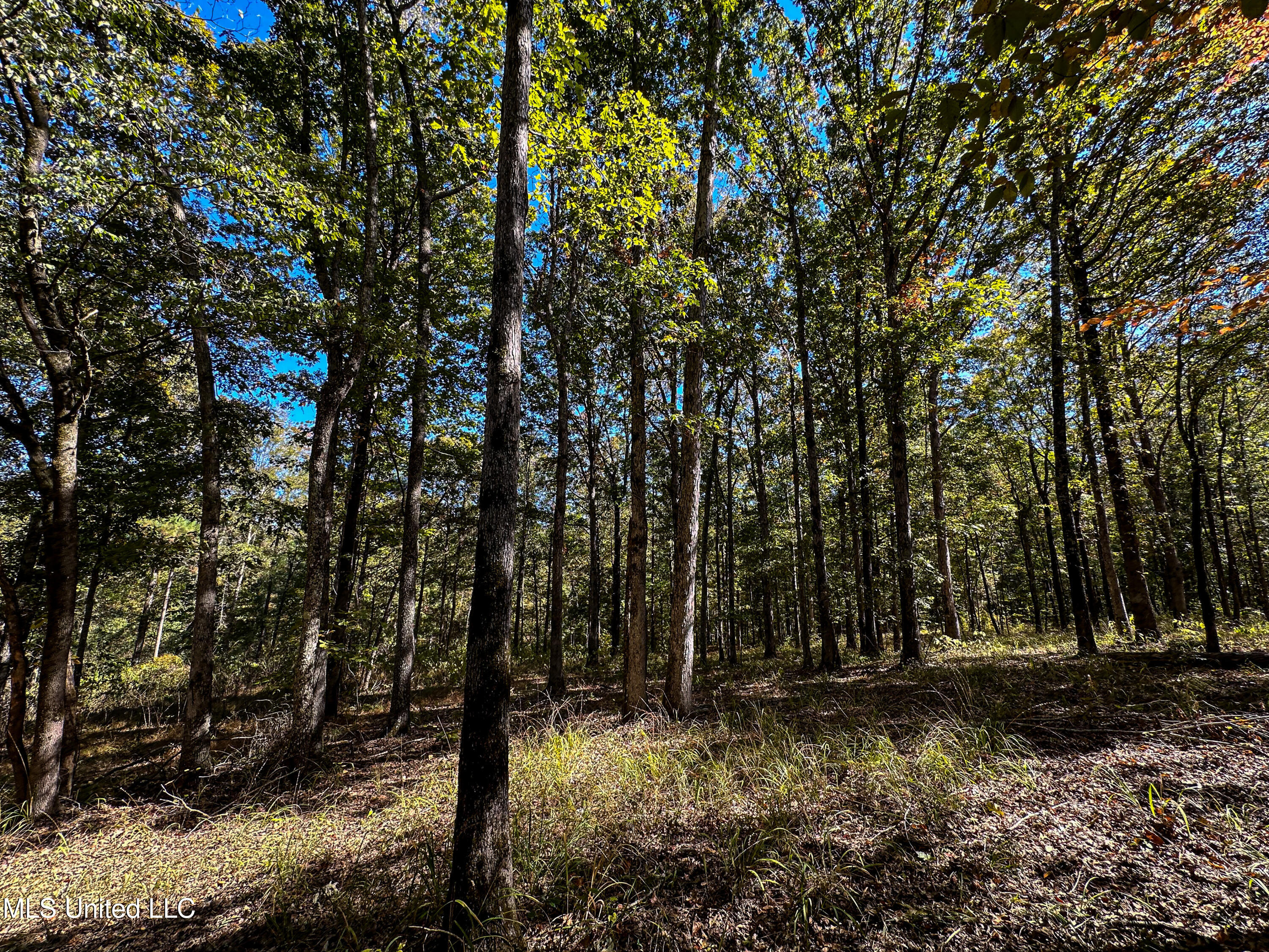 106 Crockrell Road Lexington, MS 39095 - Photo 103 of 185 IMG_0375