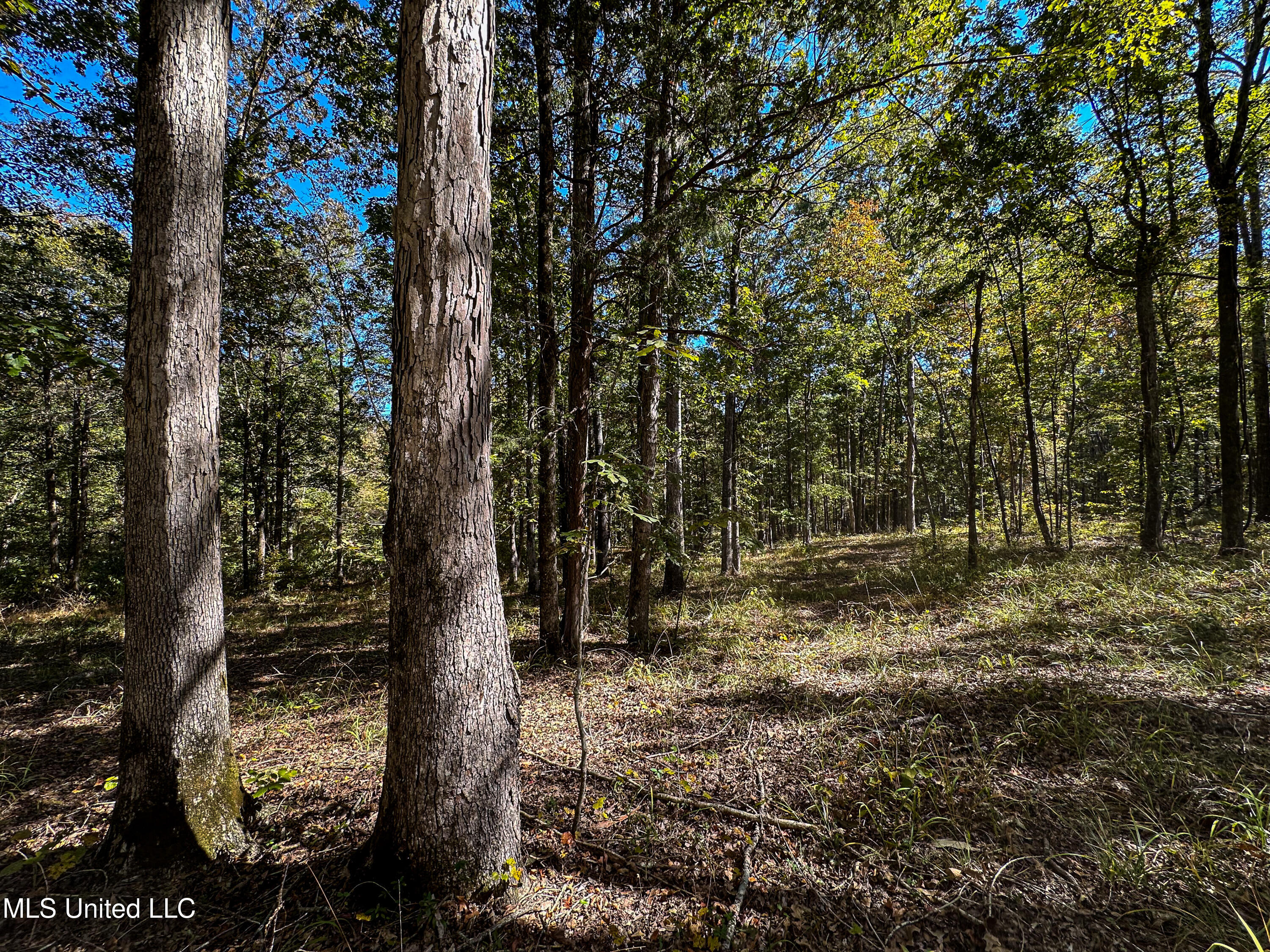 106 Crockrell Road Lexington, MS 39095 - Photo 104 of 185 IMG_0376