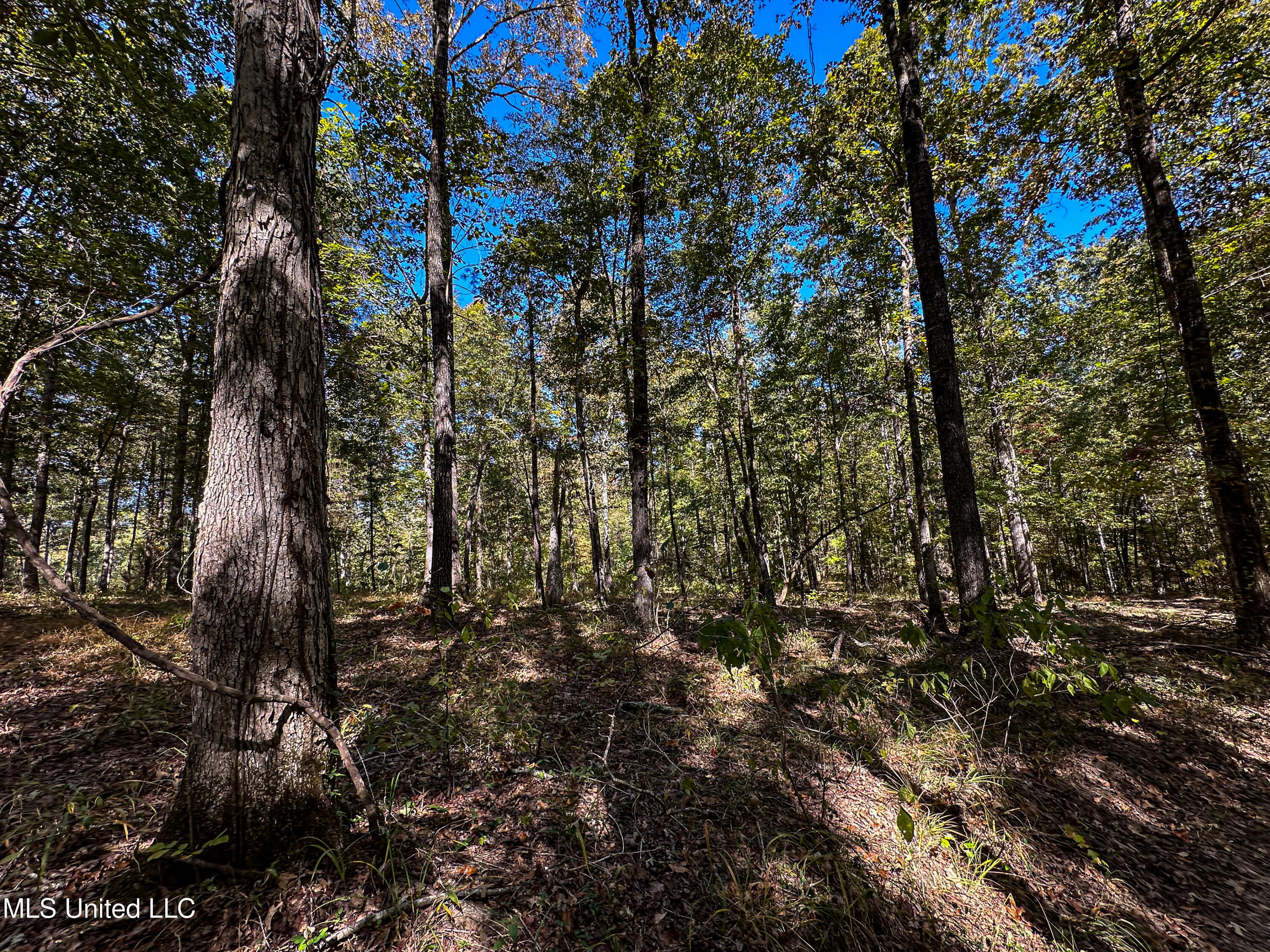 106 Crockrell Road Lexington, MS 39095 - Photo 106 of 185 IMG_0381