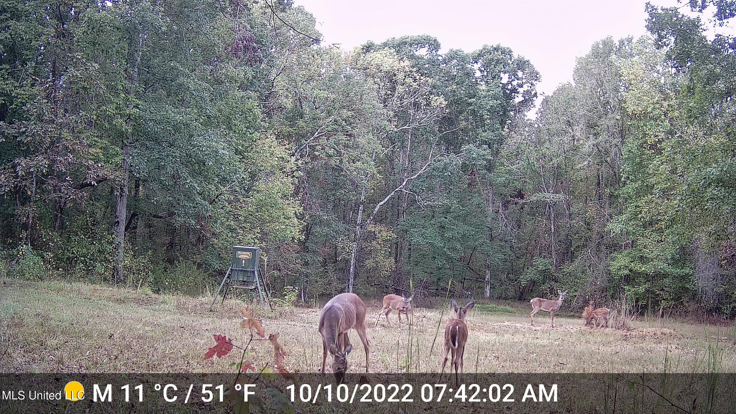 106 Crockrell Road Lexington, MS 39095 - Photo 118 of 185 Deer 1