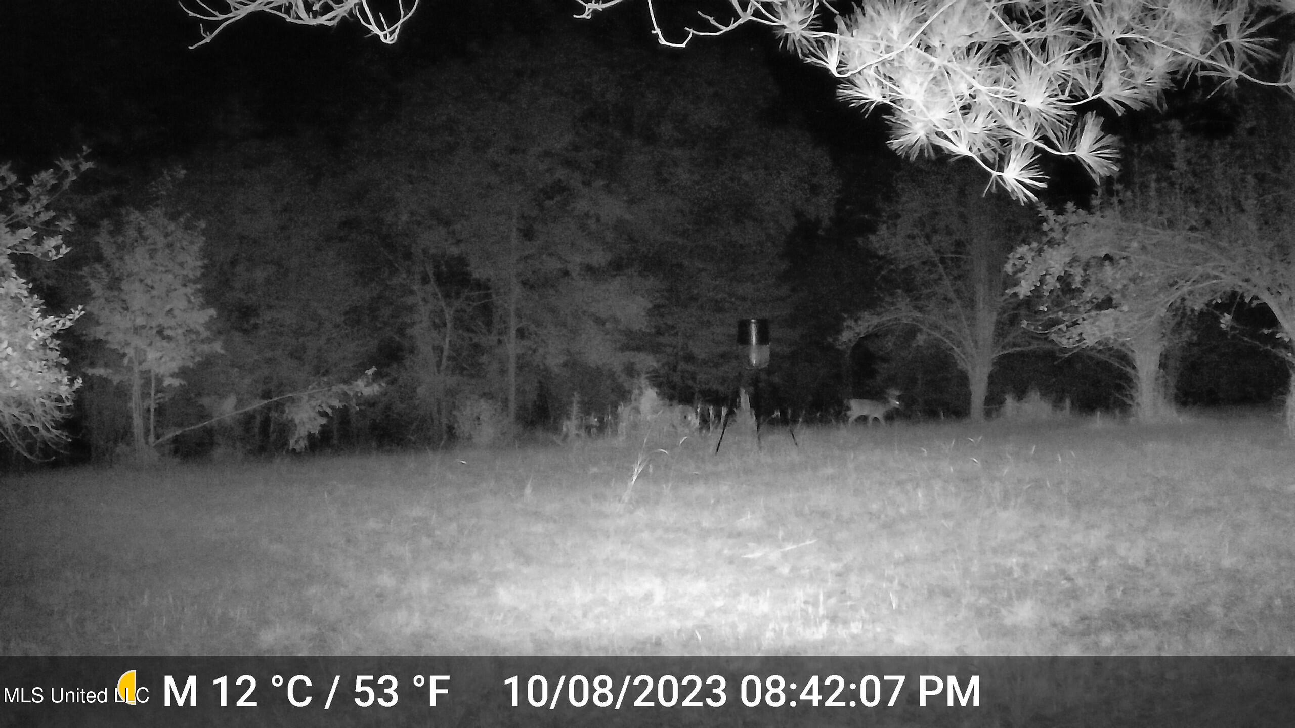 106 Crockrell Road Lexington, MS 39095 - Photo 119 of 185 Deer 2