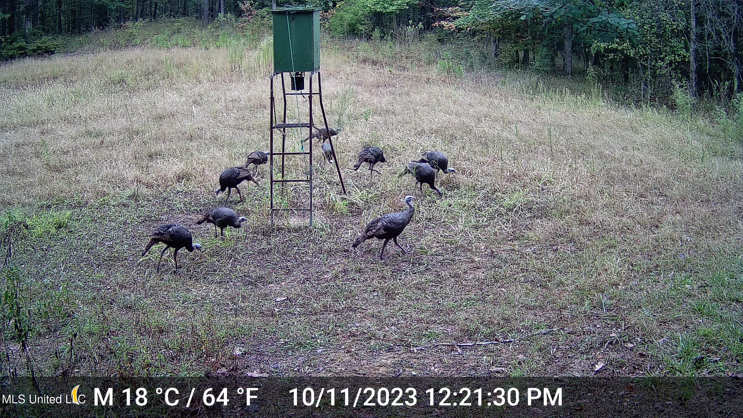 106 Crockrell Road Lexington, MS 39095 - Photo 122 of 185 Turkey 1