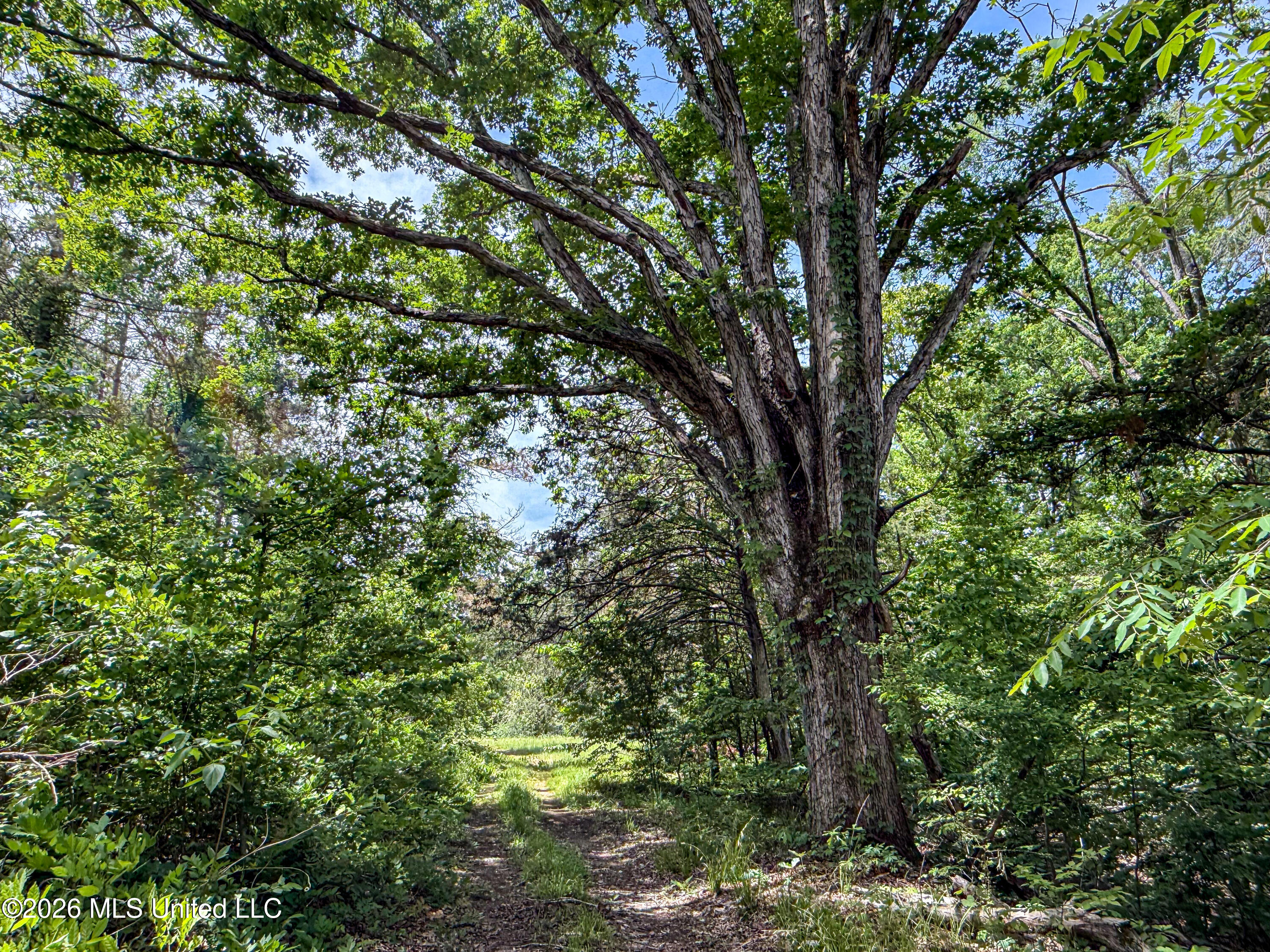 106 Crockrell Road Lexington, MS 39095 - Photo 158 of 185 IMG_0722
