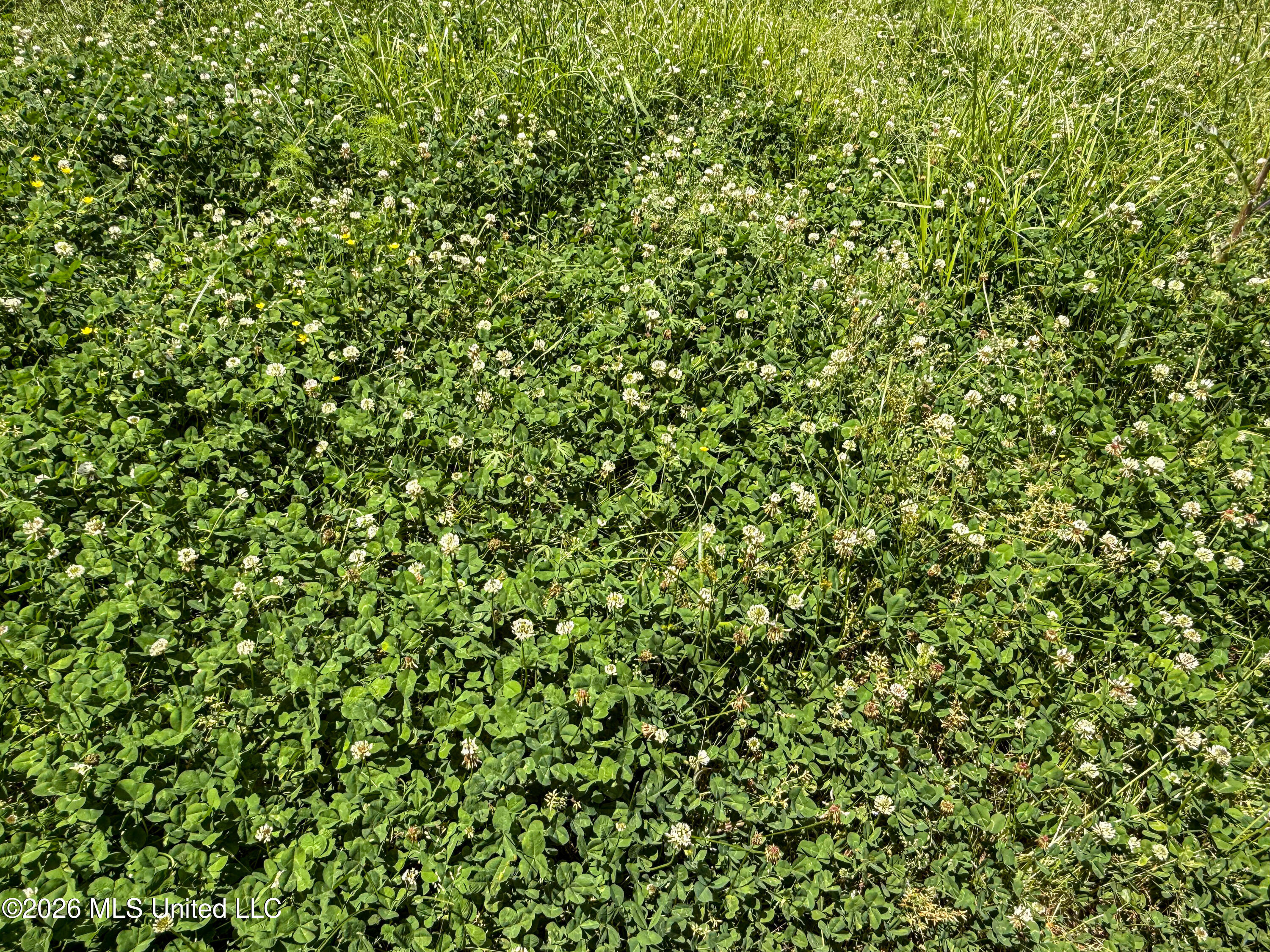 106 Crockrell Road Lexington, MS 39095 - Photo 19 of 185 IMG_0720