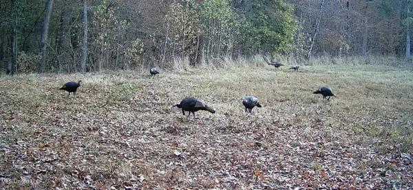 $650,000 | 106 Crockrell Road, Lexington, MS 39095